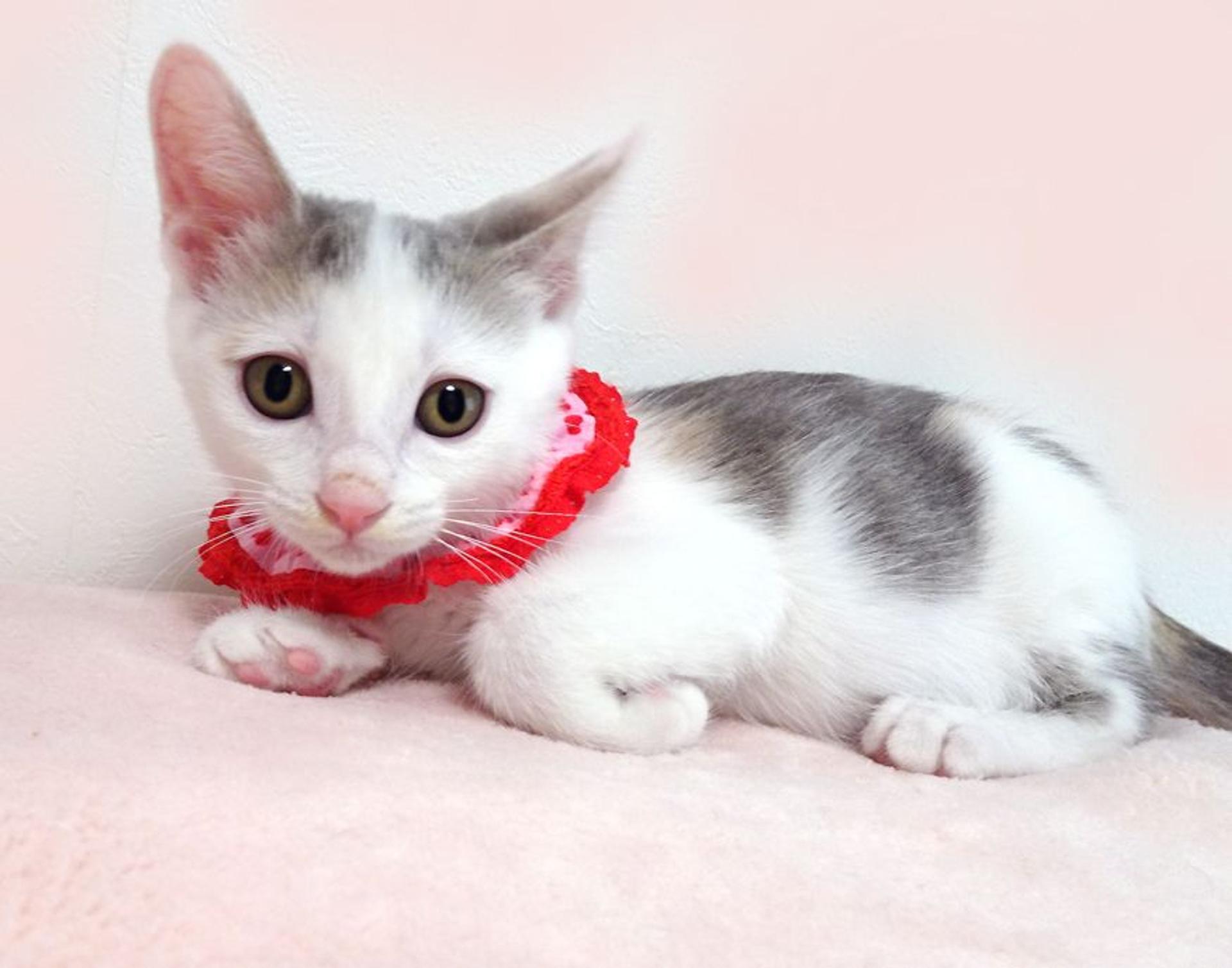 pet-image-3