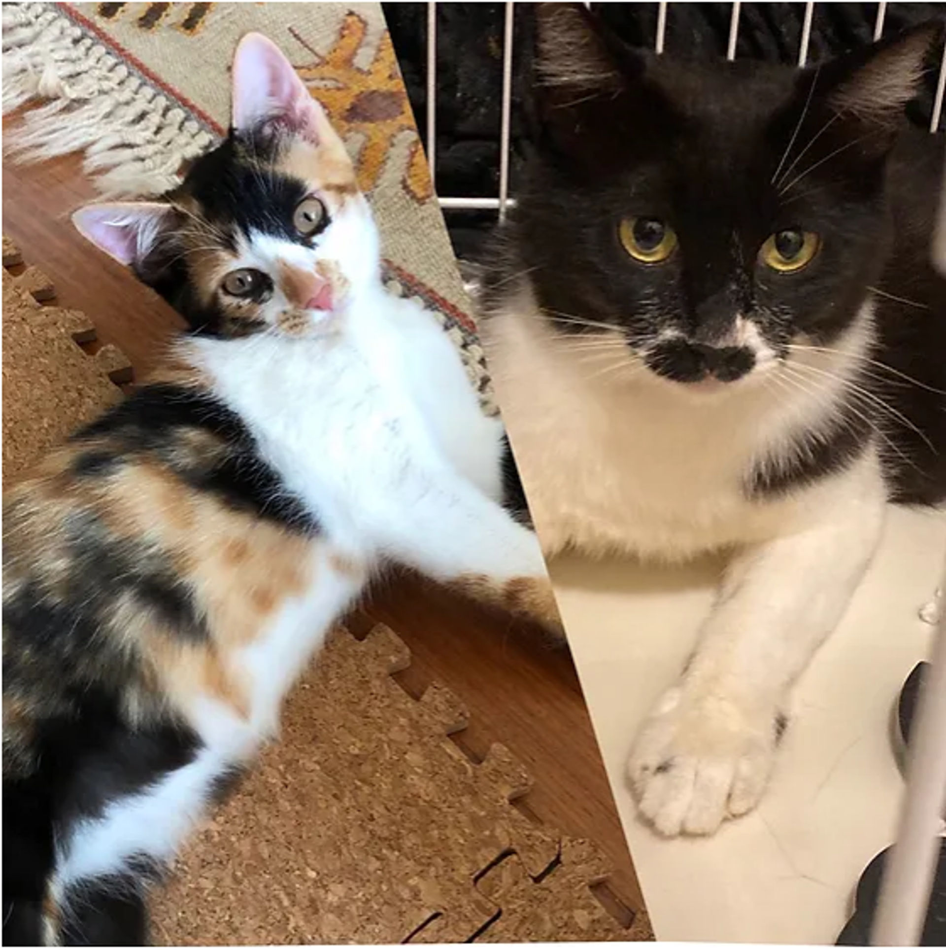 雑種（ミックス猫）・メスの里親募集の写真