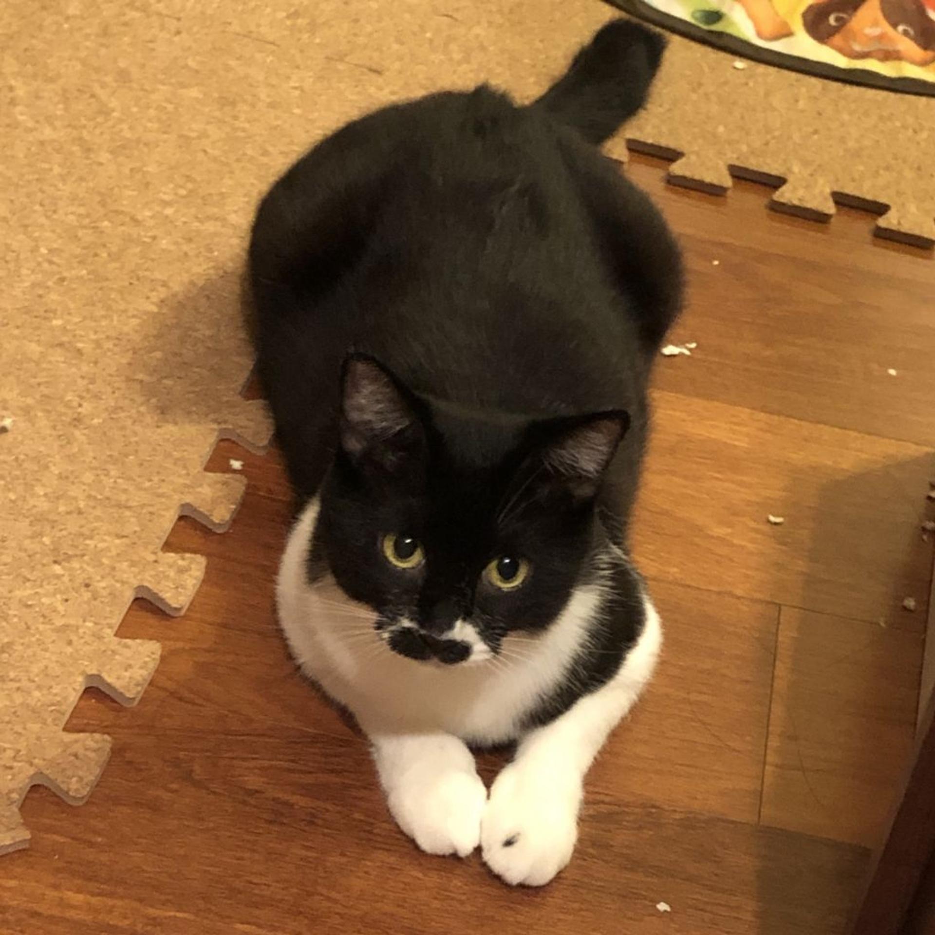 pet-image-8