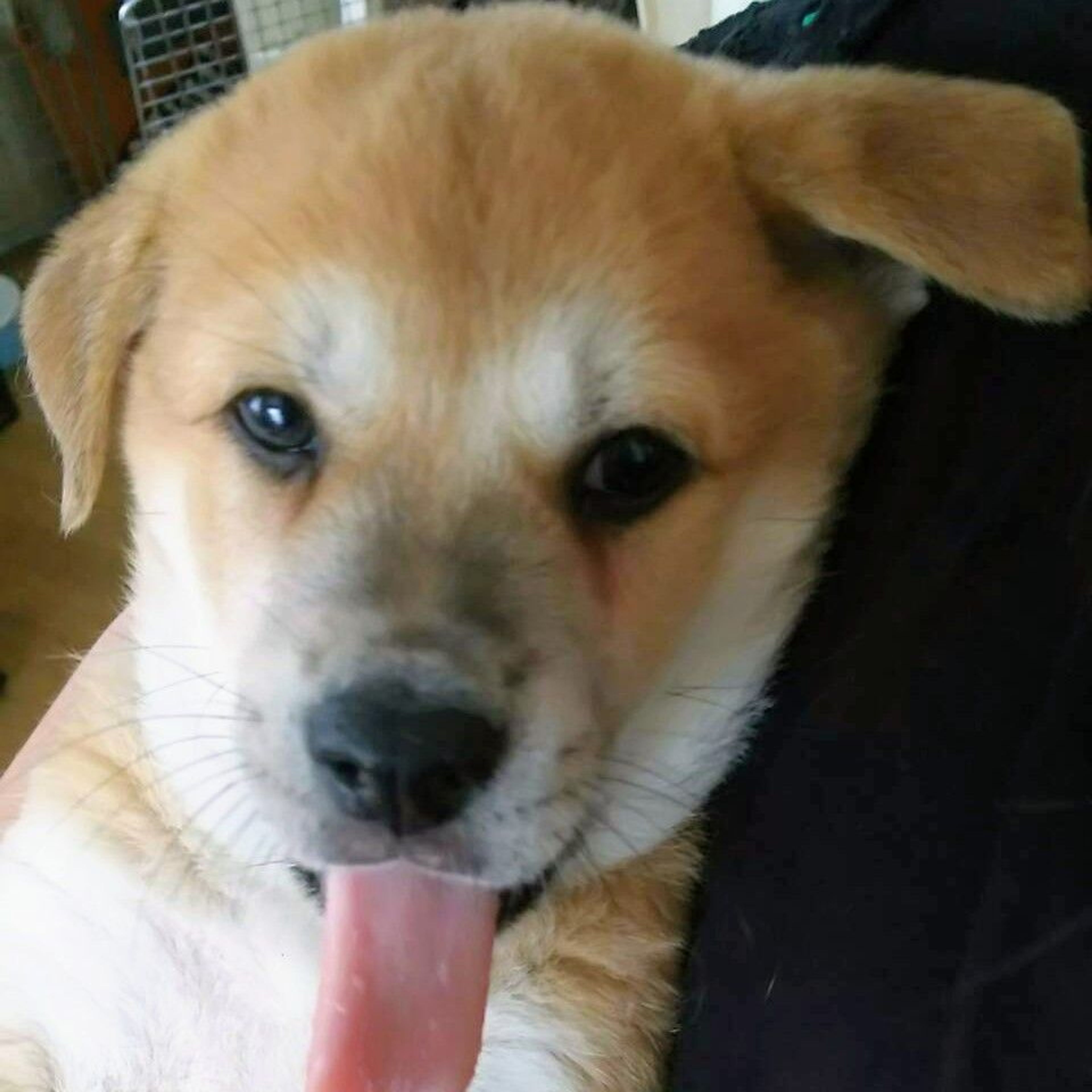 雑種（ミックス犬）・オスの里親募集の写真