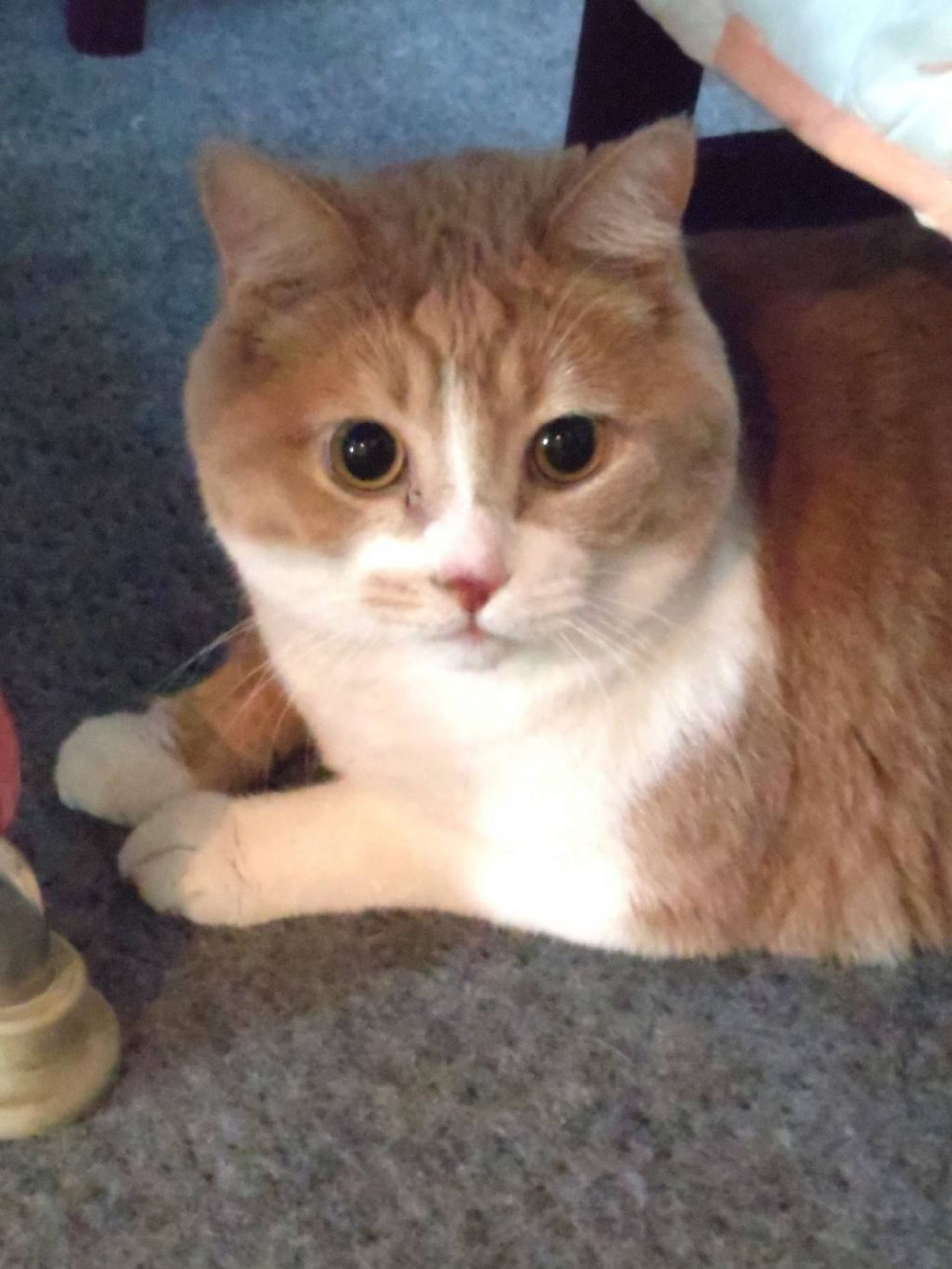 マンチカン・オスの里親募集の写真