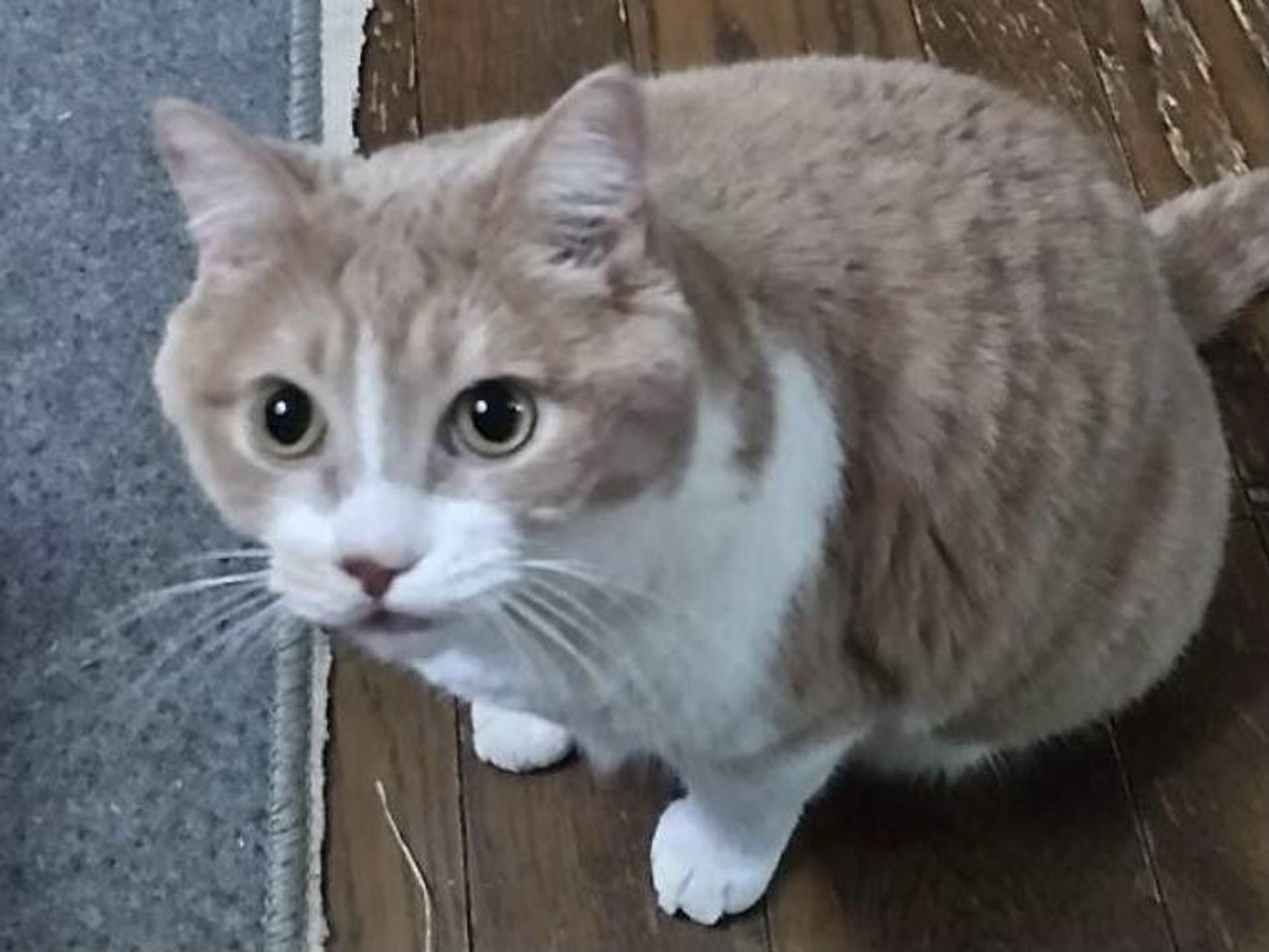 pet-image-3