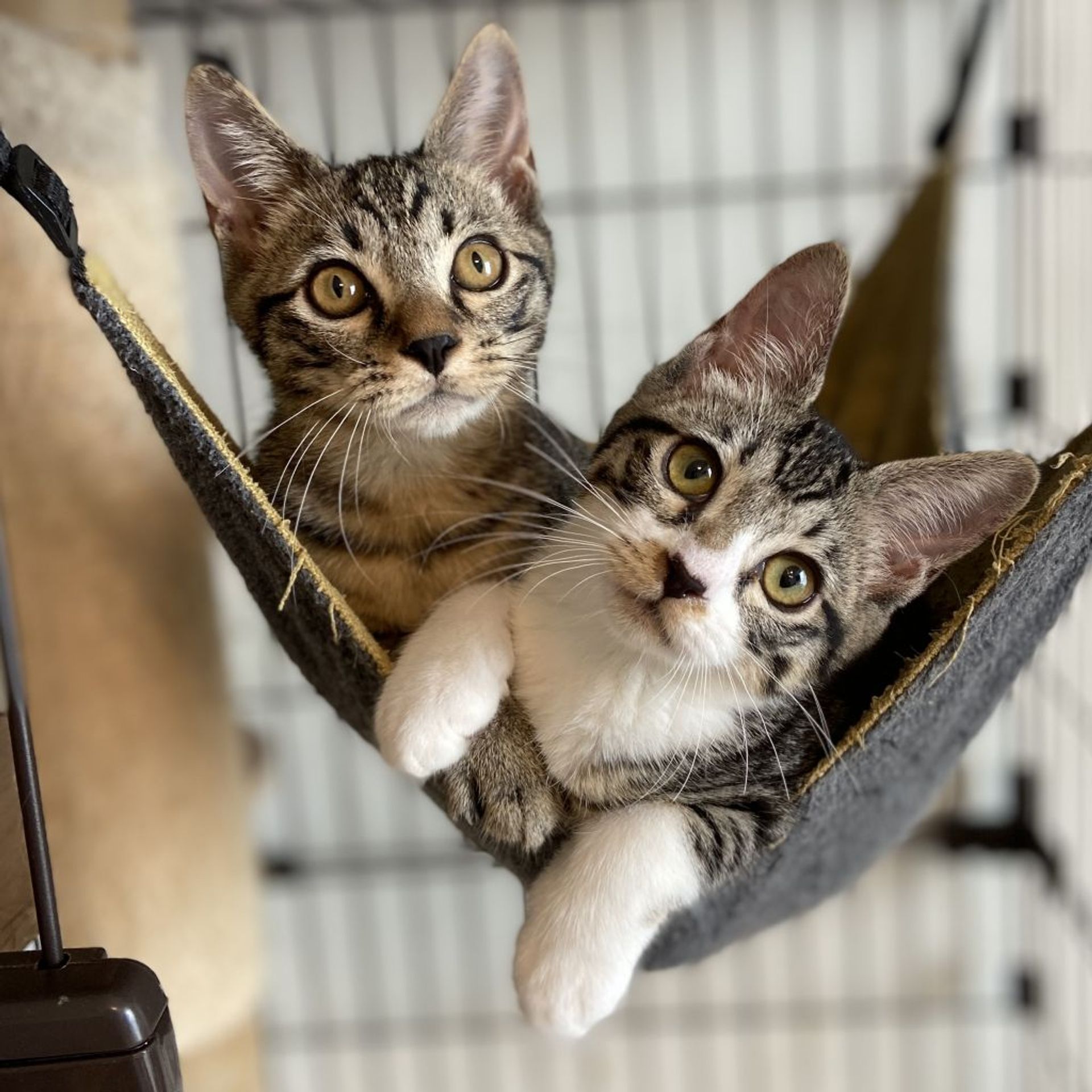 雑種（ミックス猫）・メスの里親募集の写真