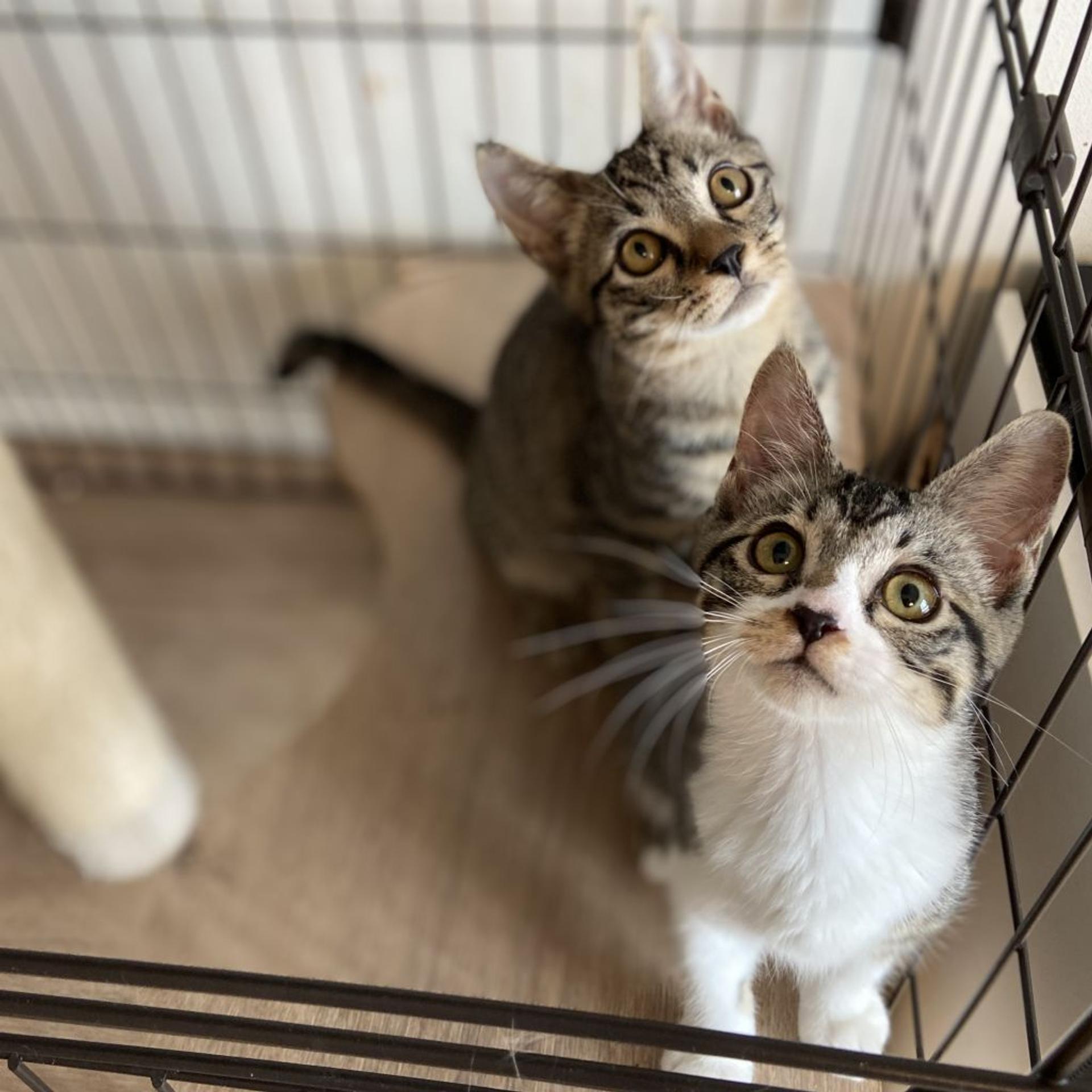 pet-image-5