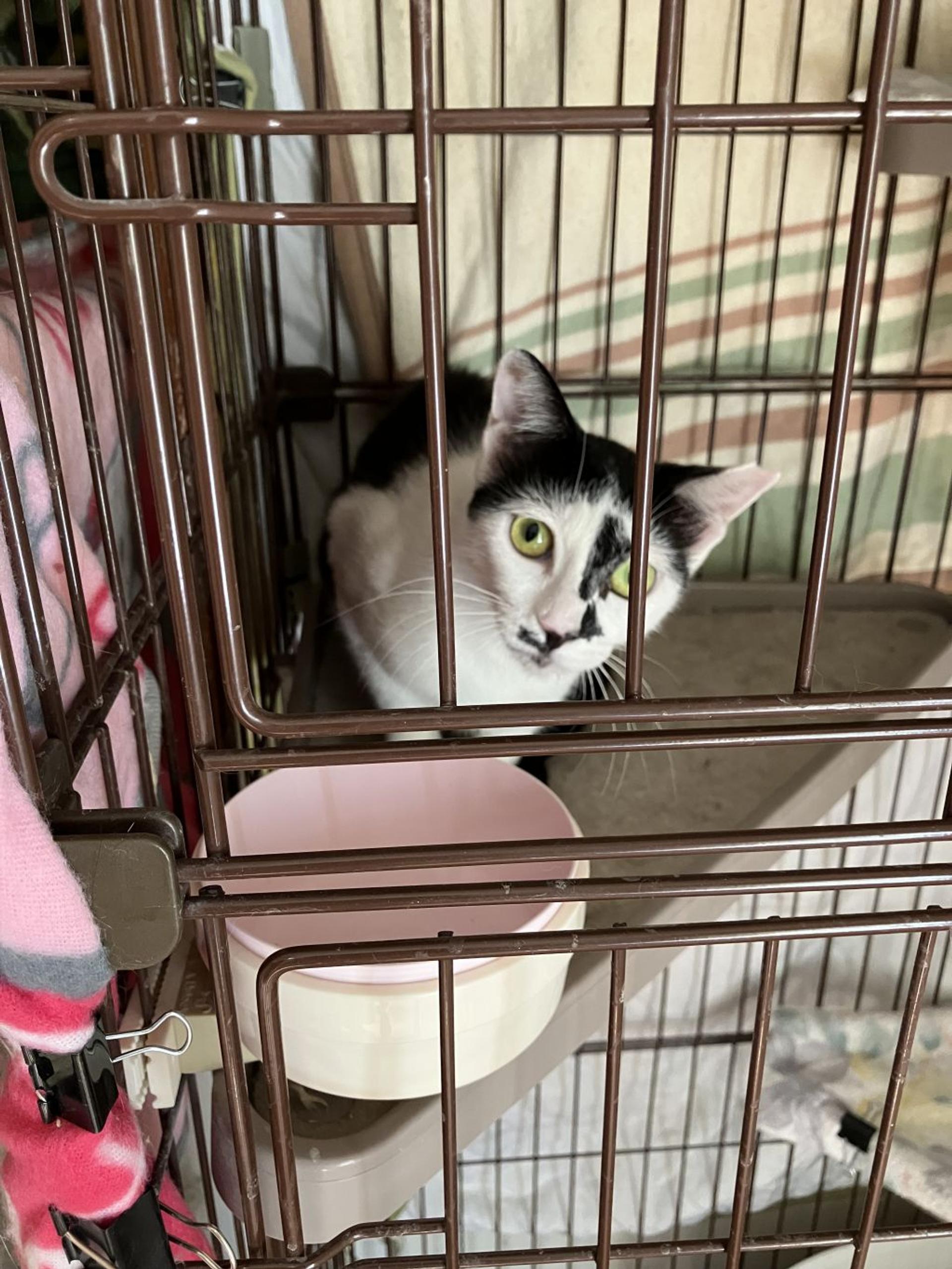 pet-image-3