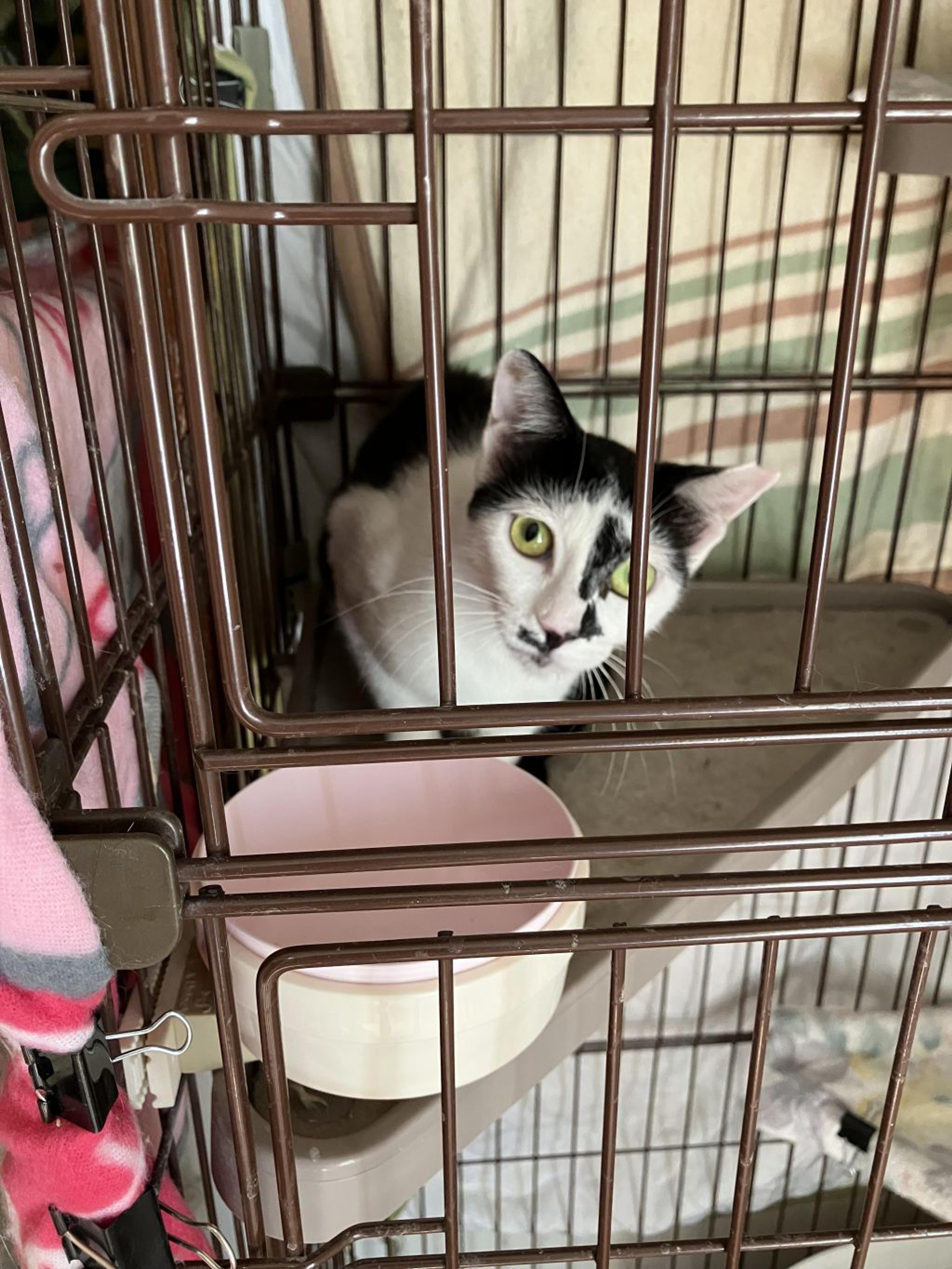 pet-image-3