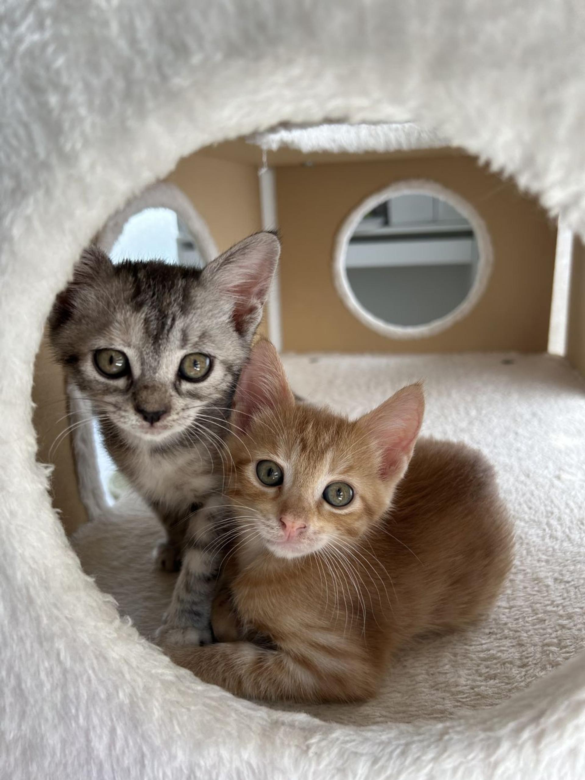 pet-image-5