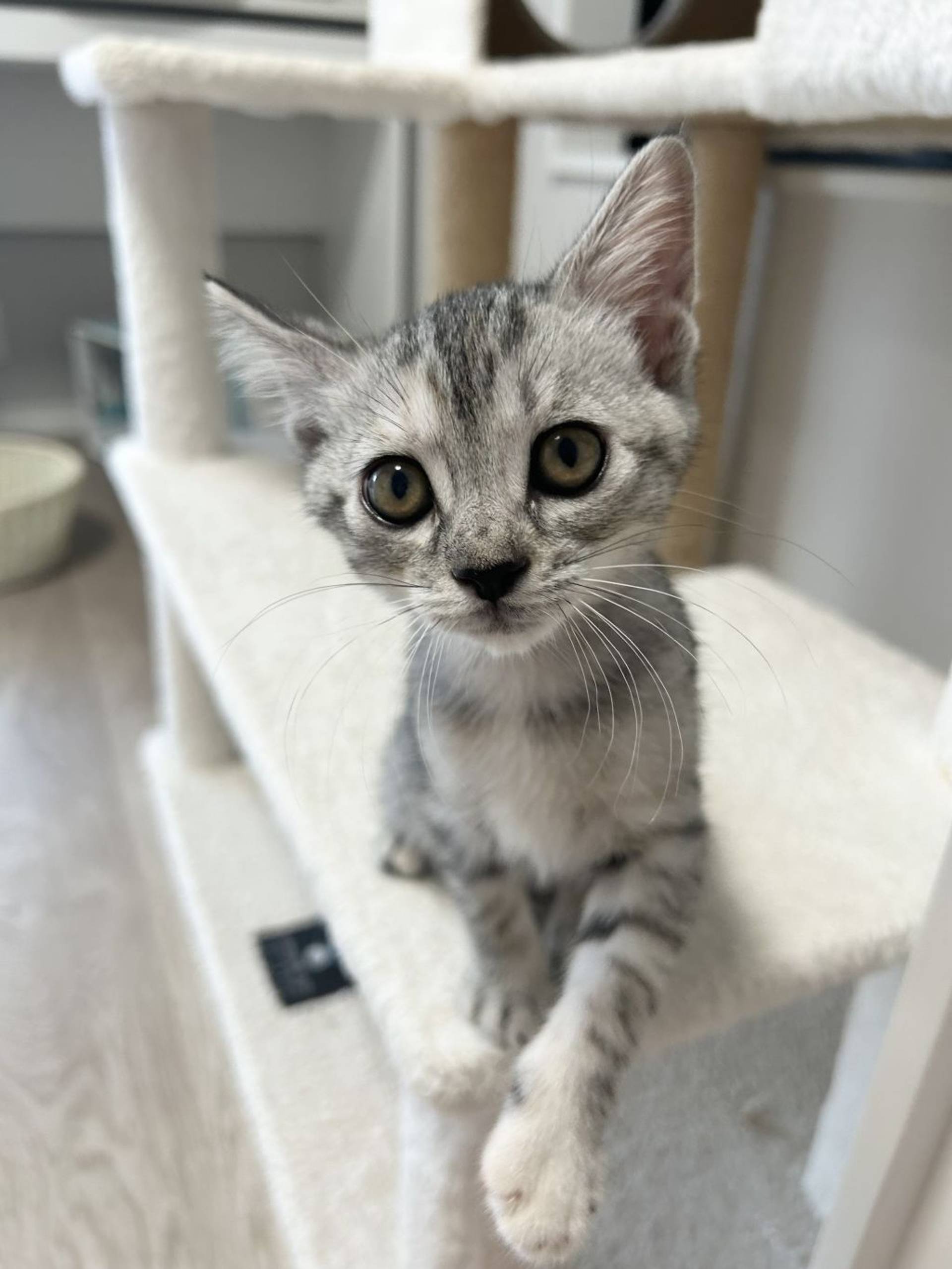 雑種（ミックス猫）・メスの里親募集の写真