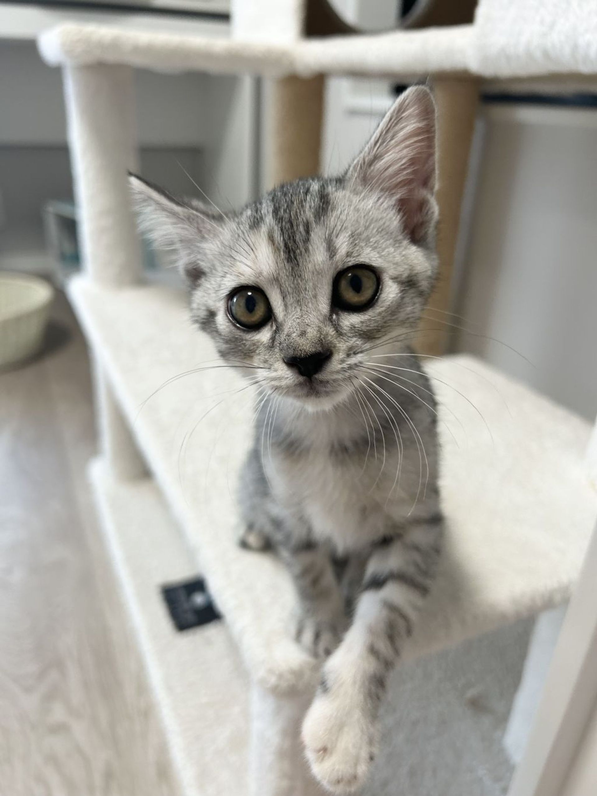 雑種（ミックス猫）・メスの里親募集の写真