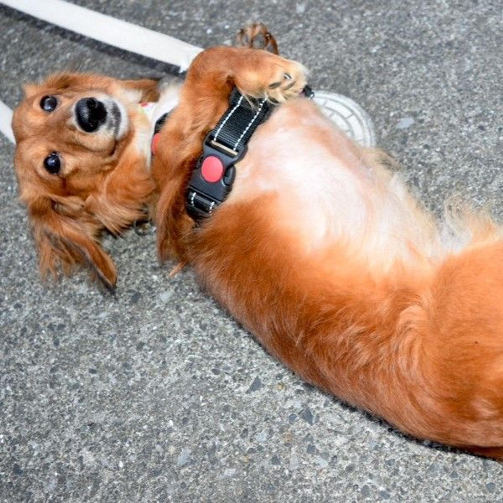 pet-image-4