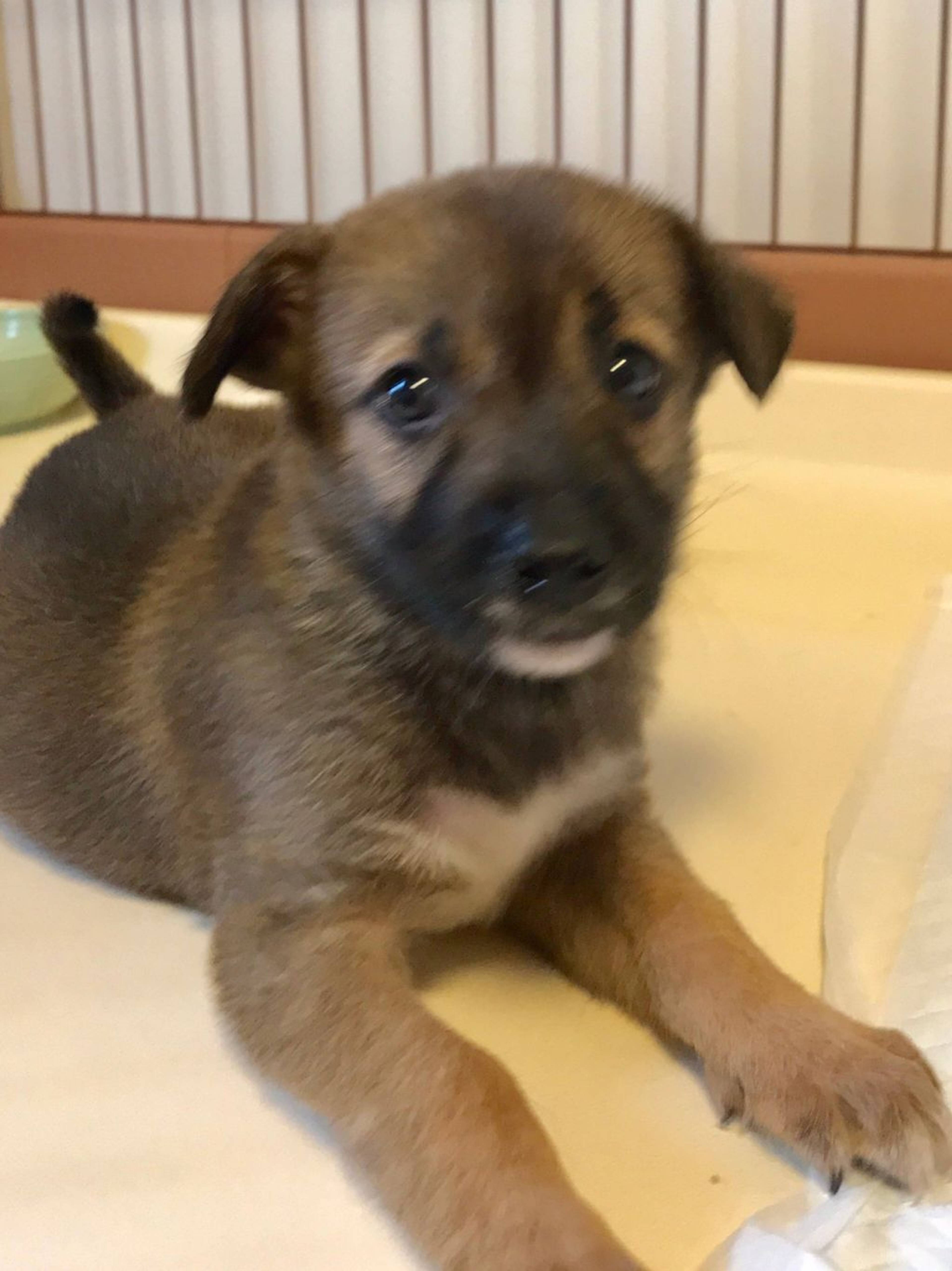 雑種（ミックス犬）・メスの里親募集の写真