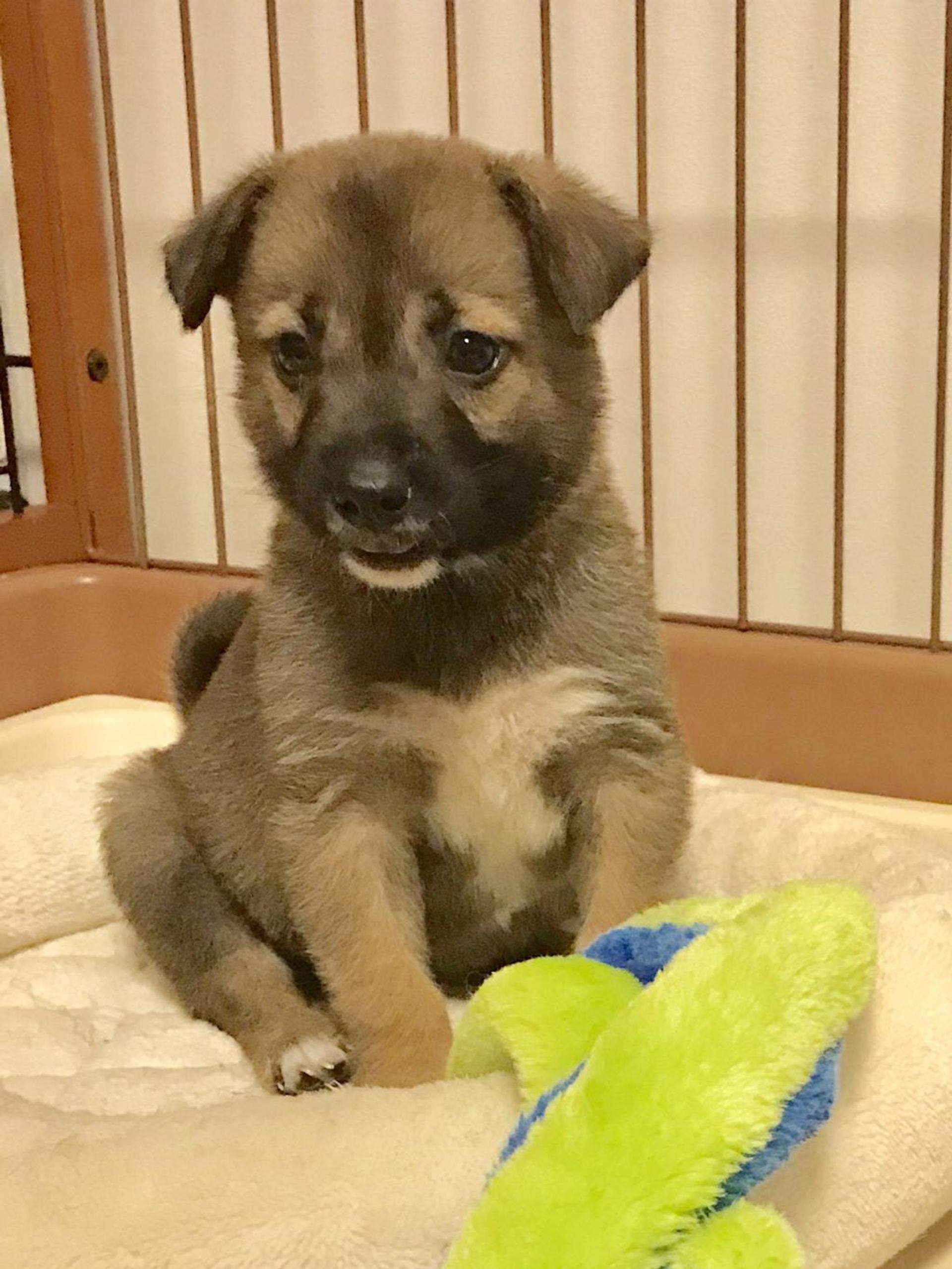 pet-image-2