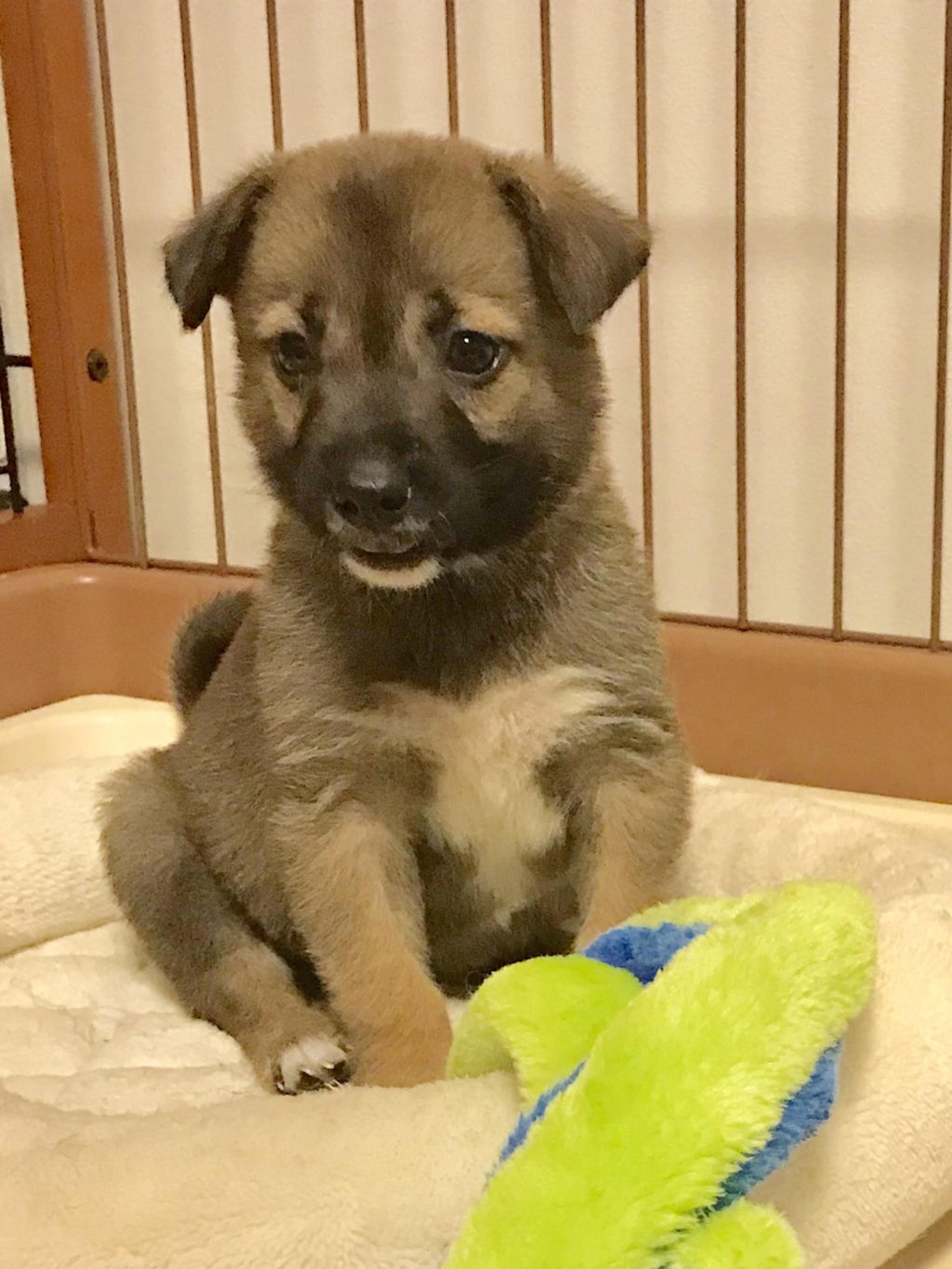 pet-image-2