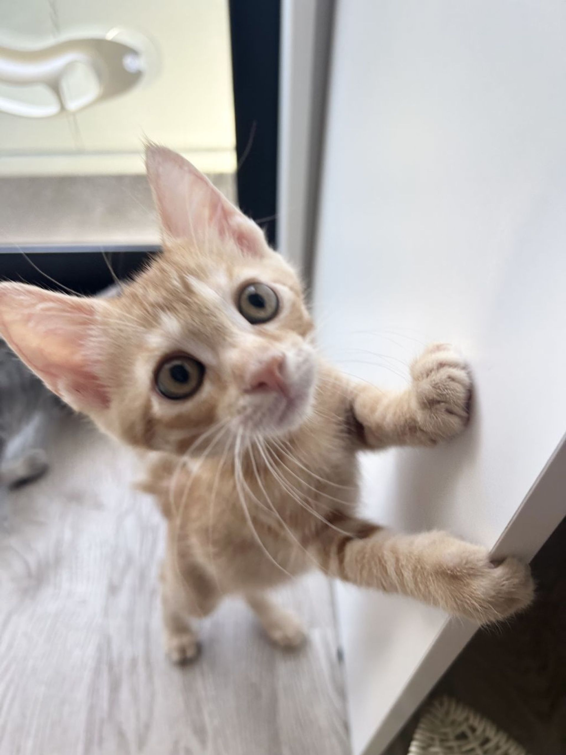 雑種（ミックス猫）・オスの里親募集の写真