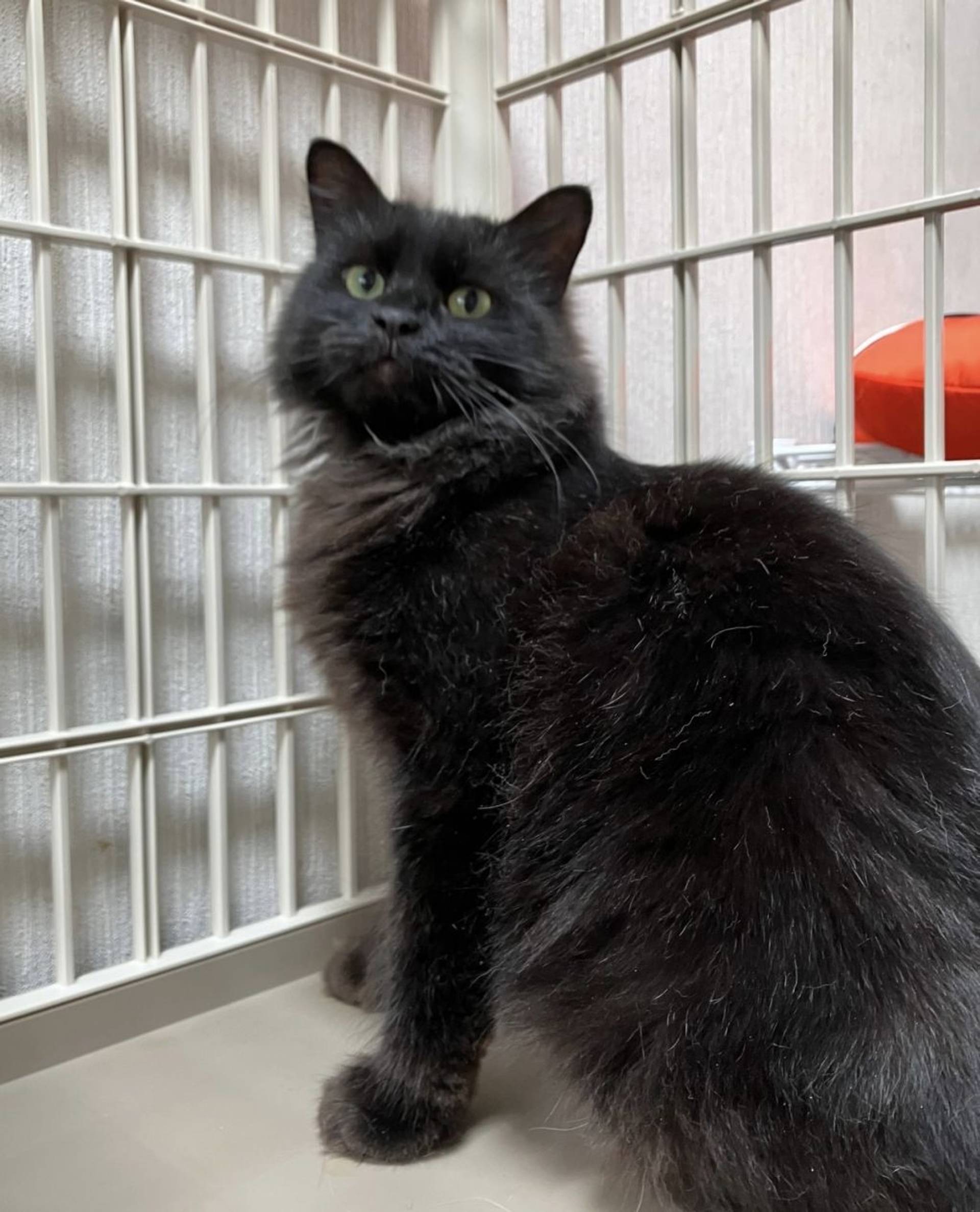 雑種（ミックス猫）・オスの里親募集の写真