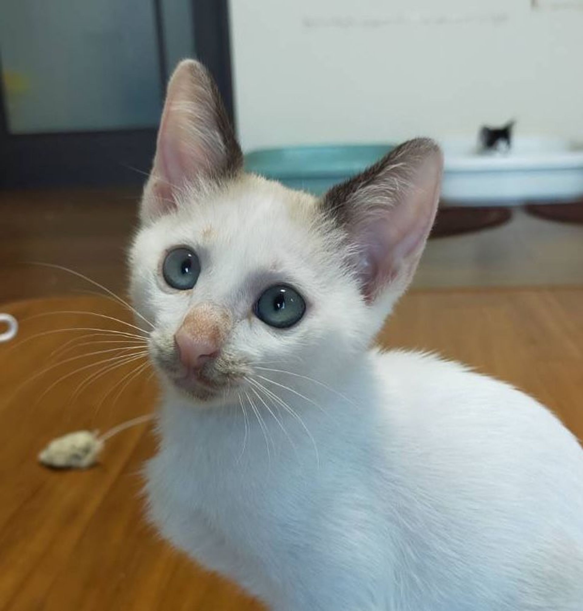 雑種（ミックス猫）・オスの里親募集の写真