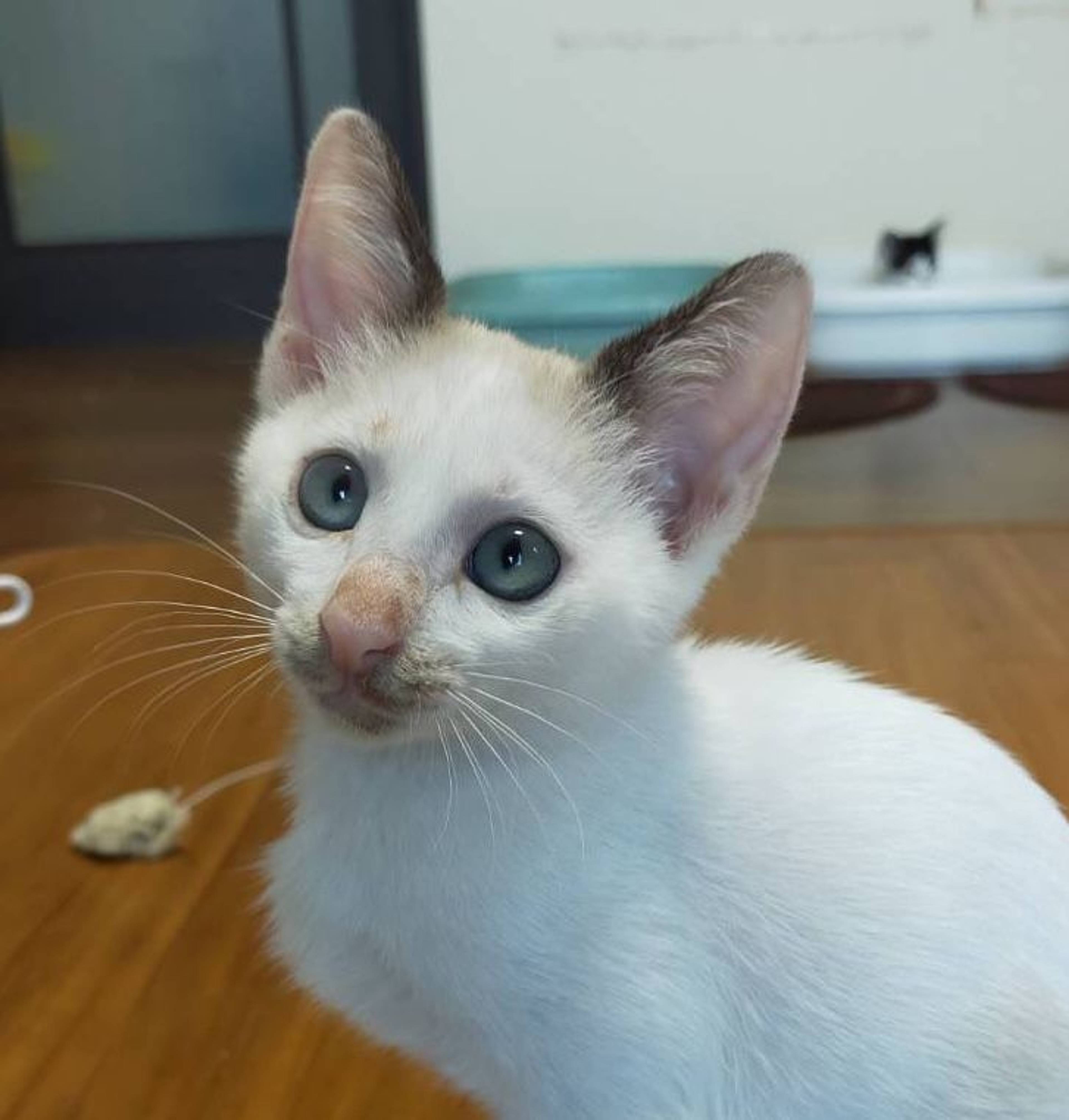 雑種（ミックス猫）・オスの里親募集の写真