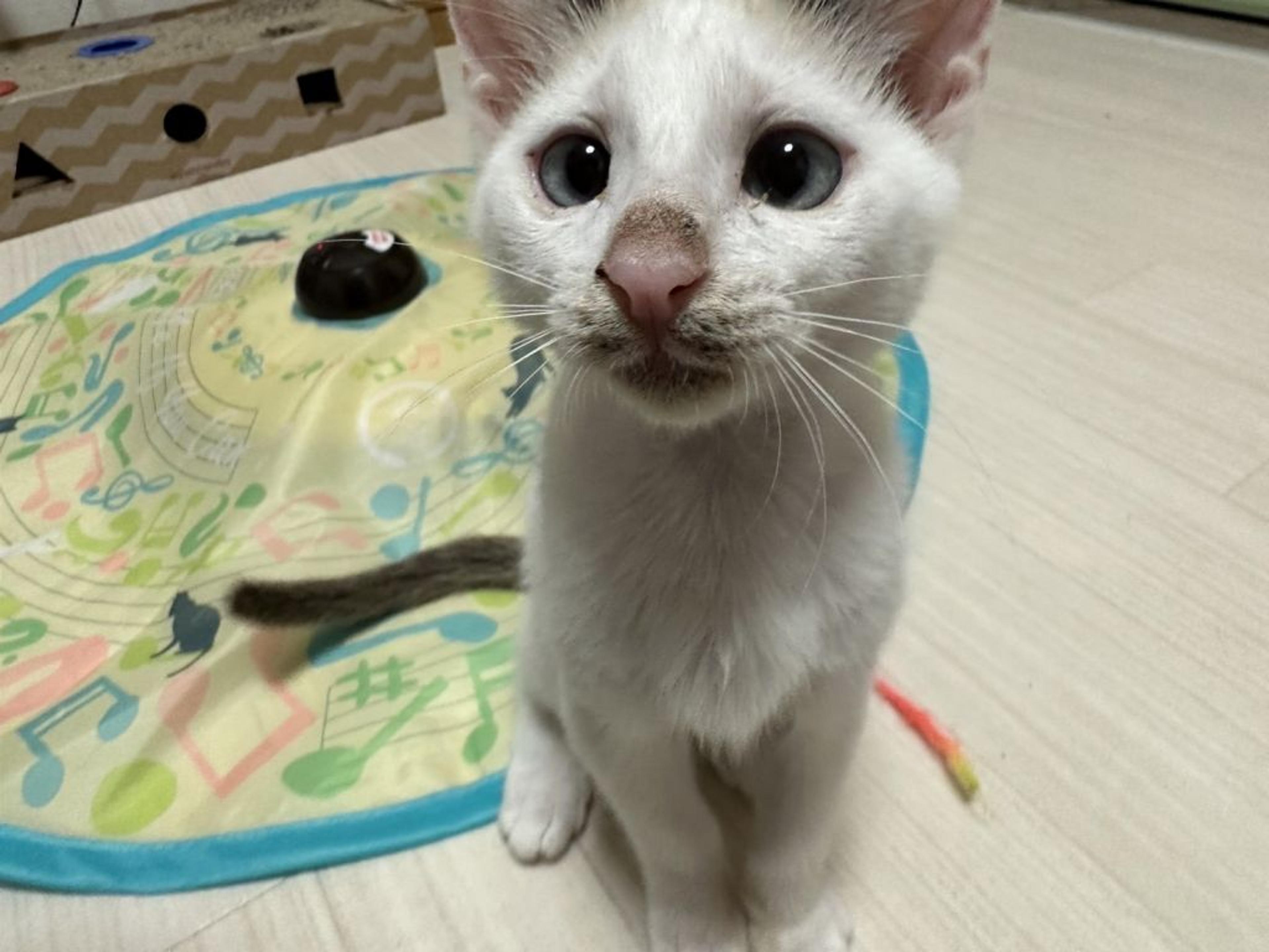 pet-image-4