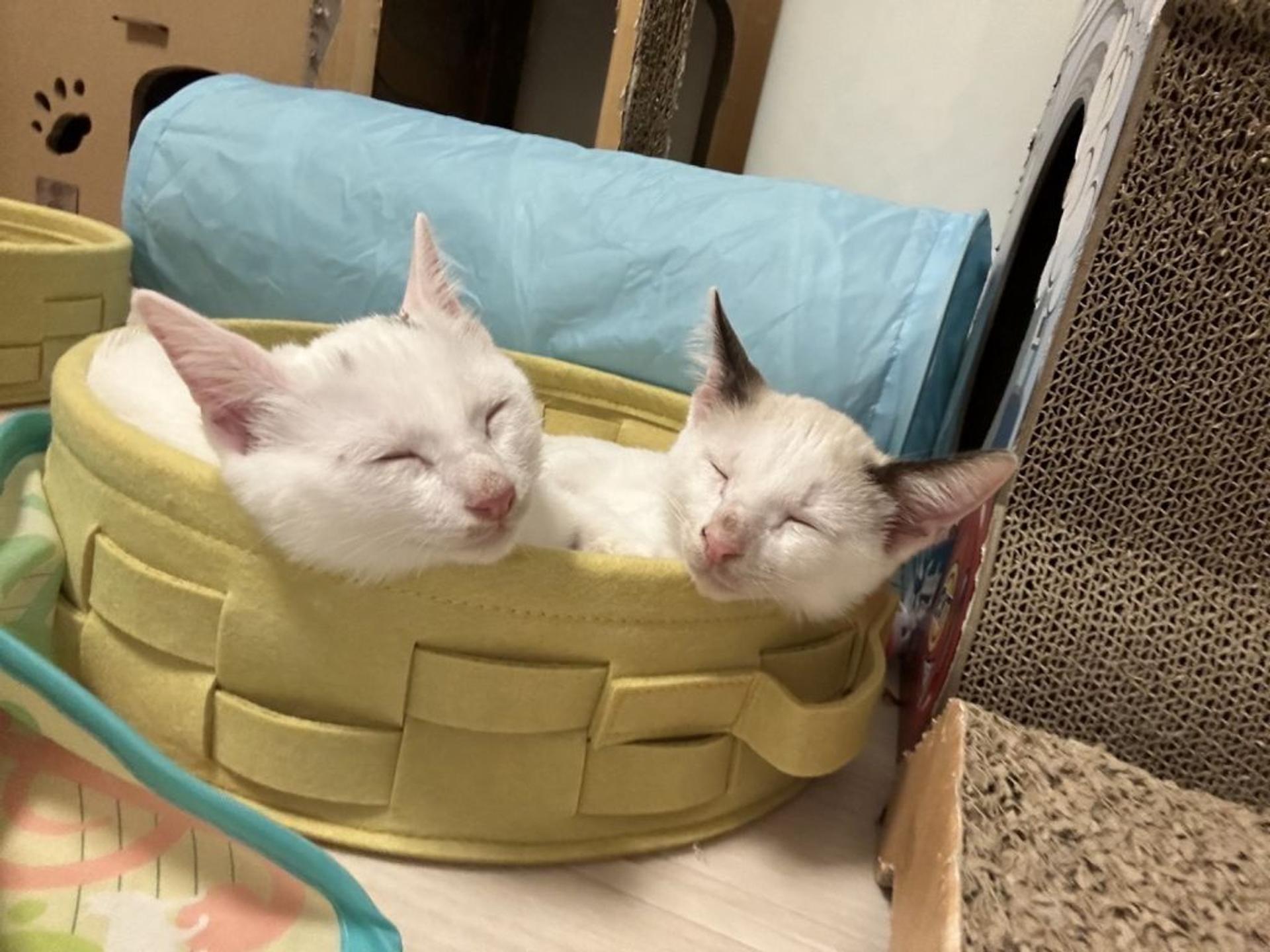 pet-image-4