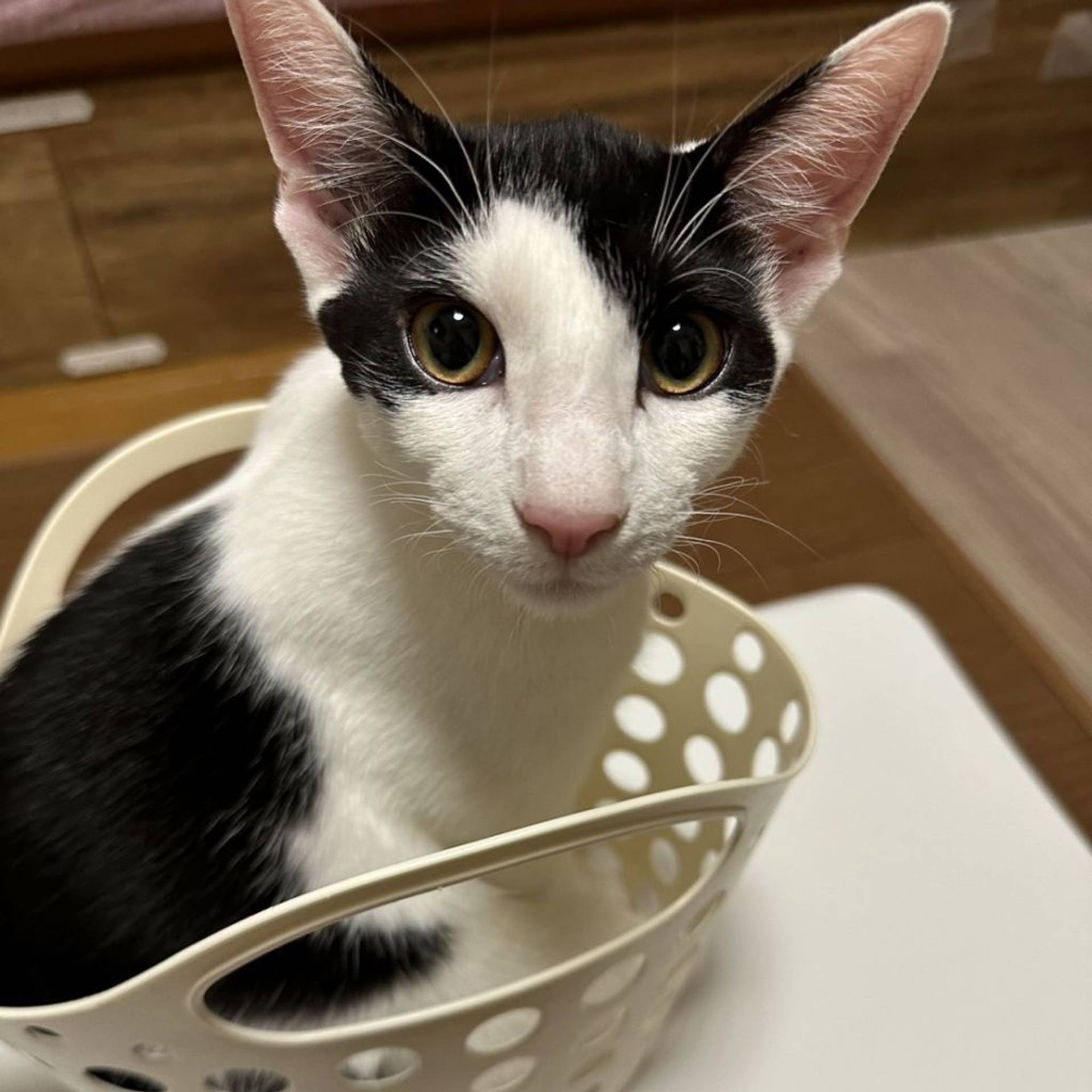 雑種（ミックス猫）・オスの里親募集の写真