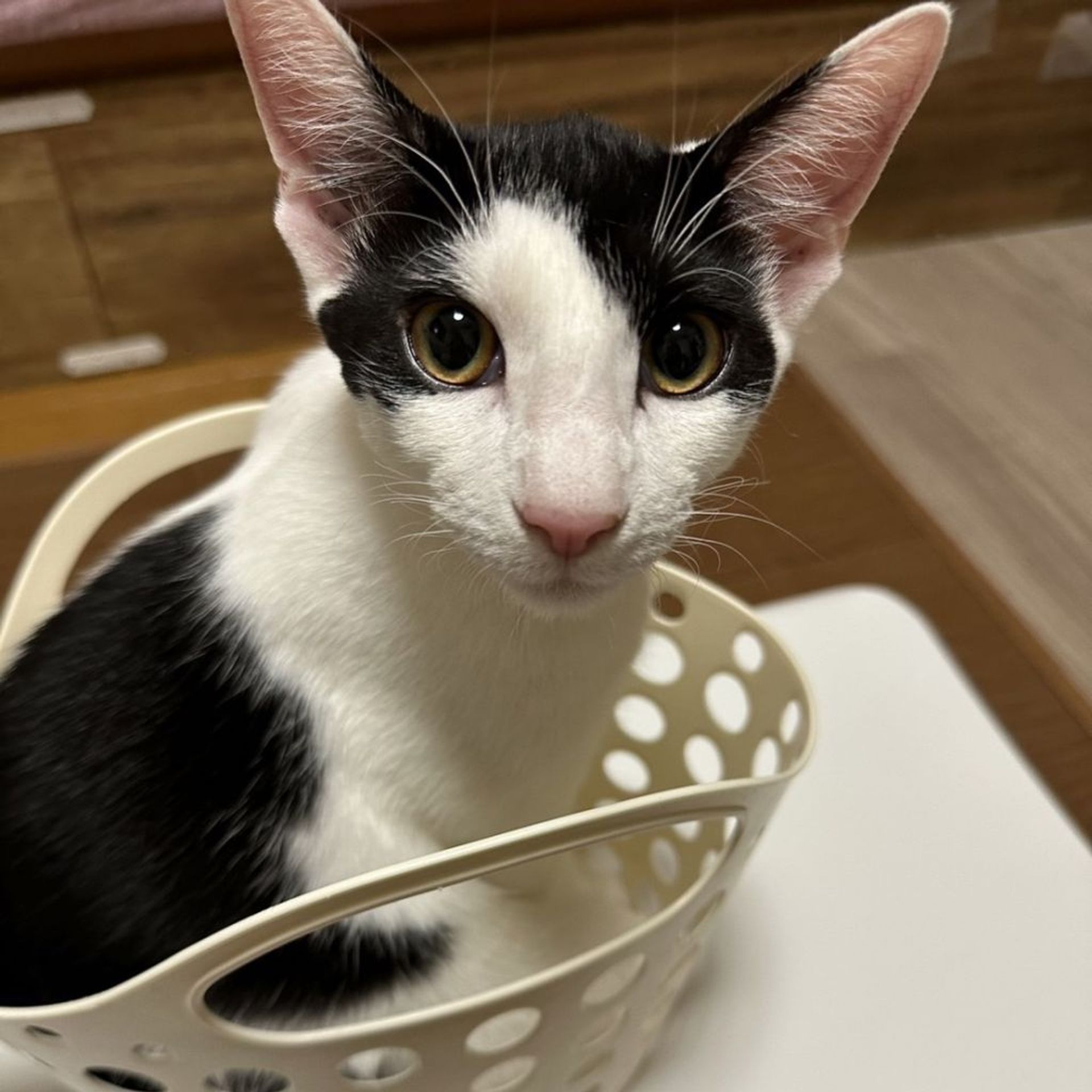 雑種（ミックス猫）・オスの里親募集の写真