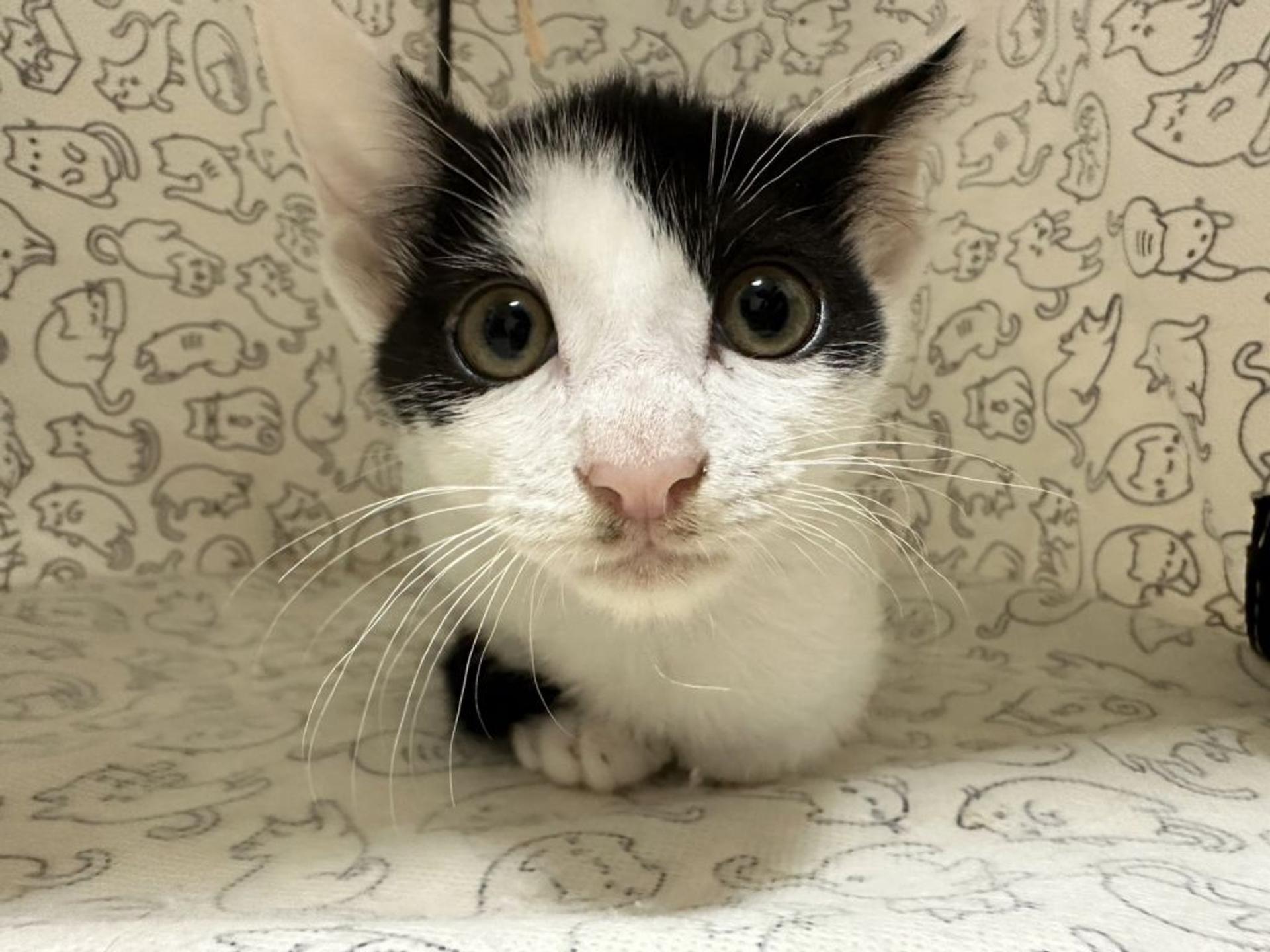 pet-image-2