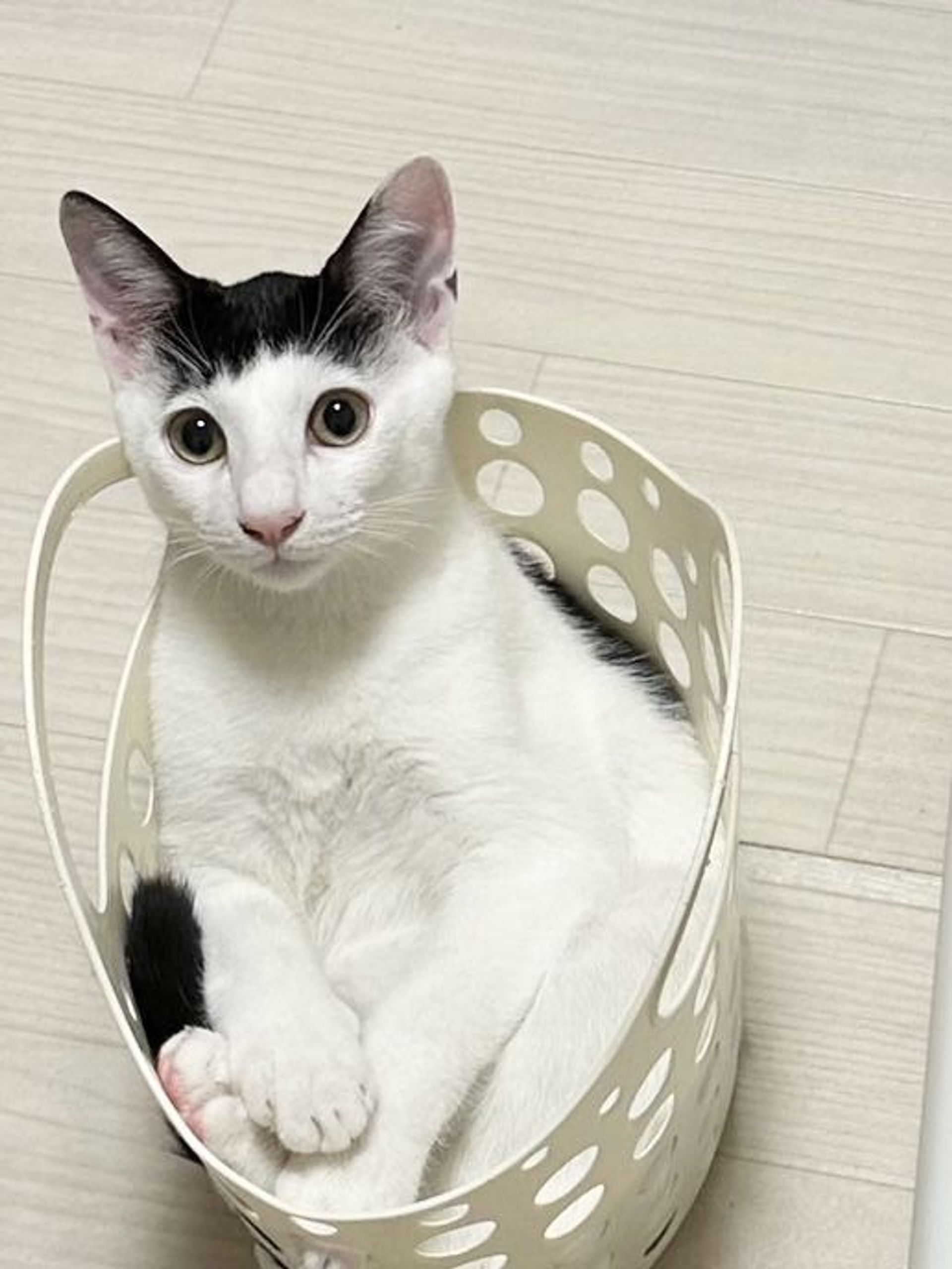 雑種（ミックス猫）・オスの里親募集の写真