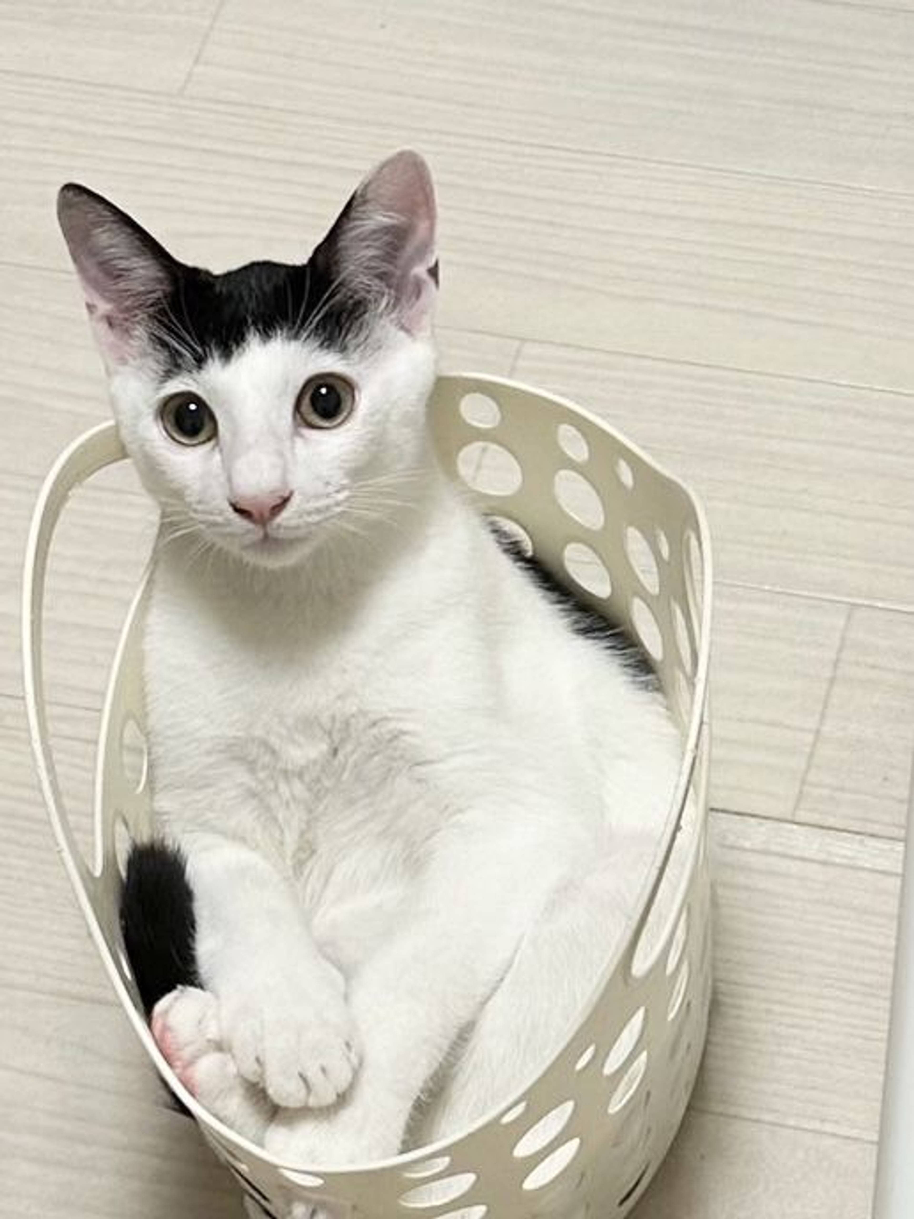 雑種（ミックス猫）・オスの里親募集の写真