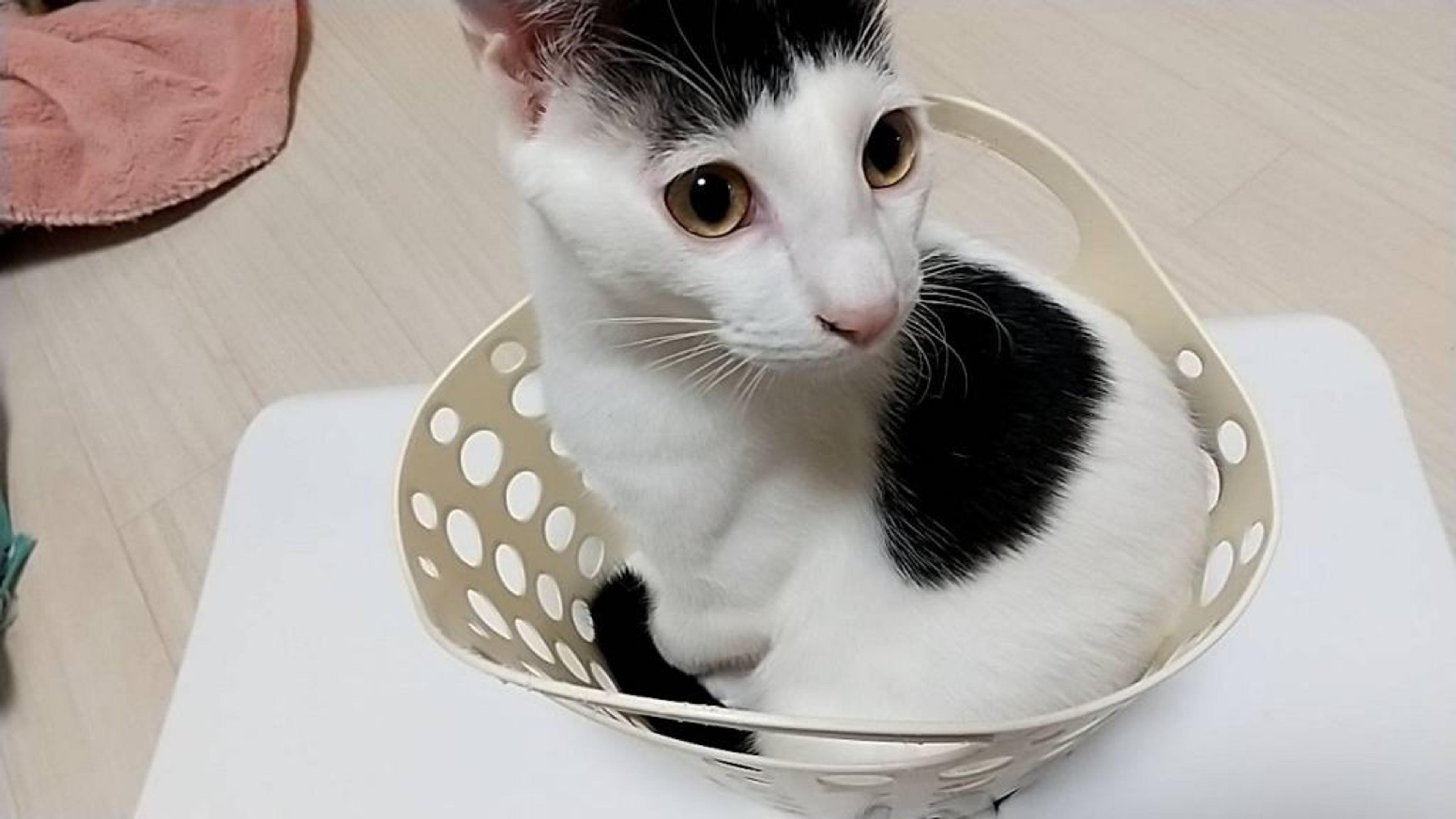 pet-image-2