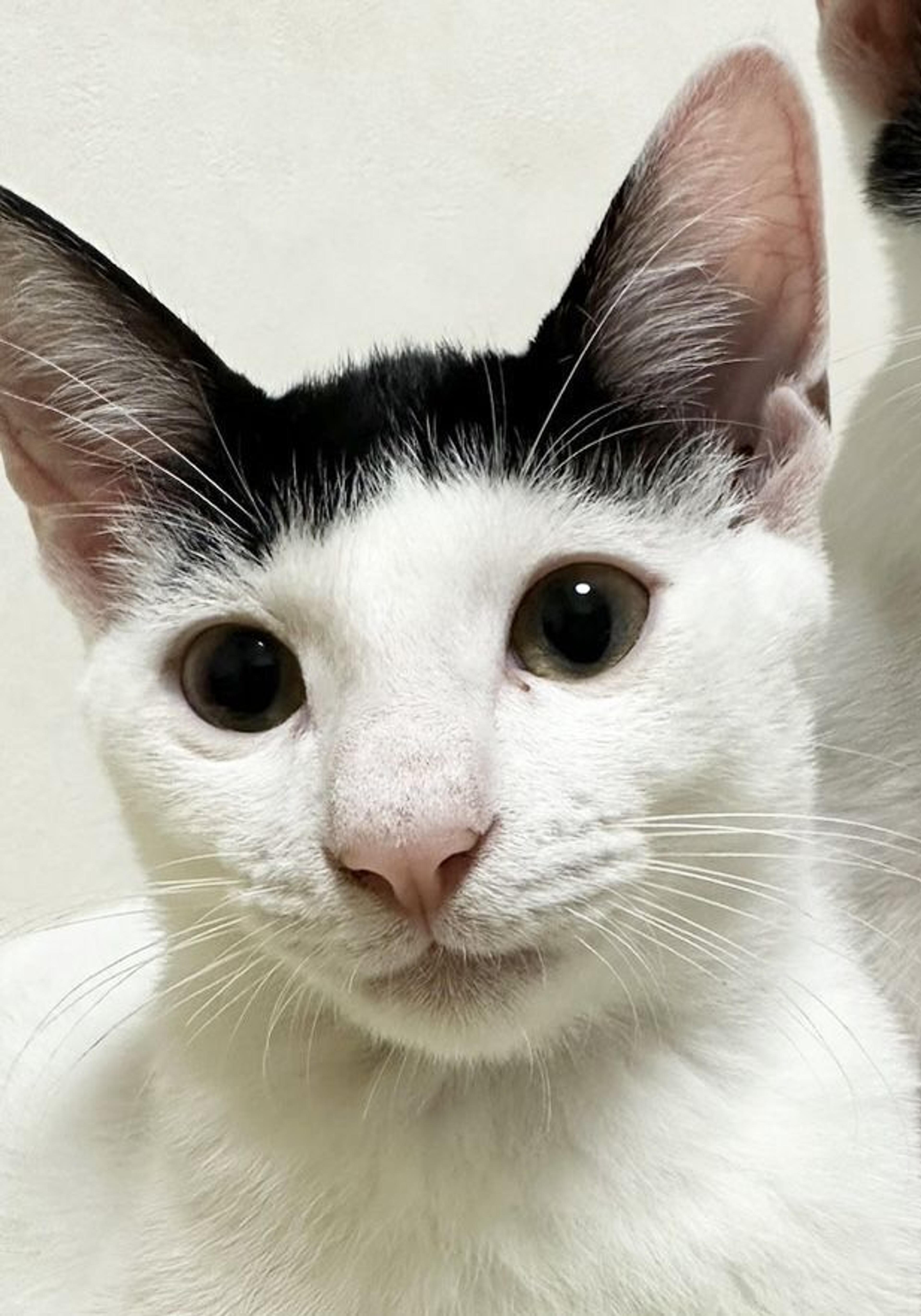 pet-image-3