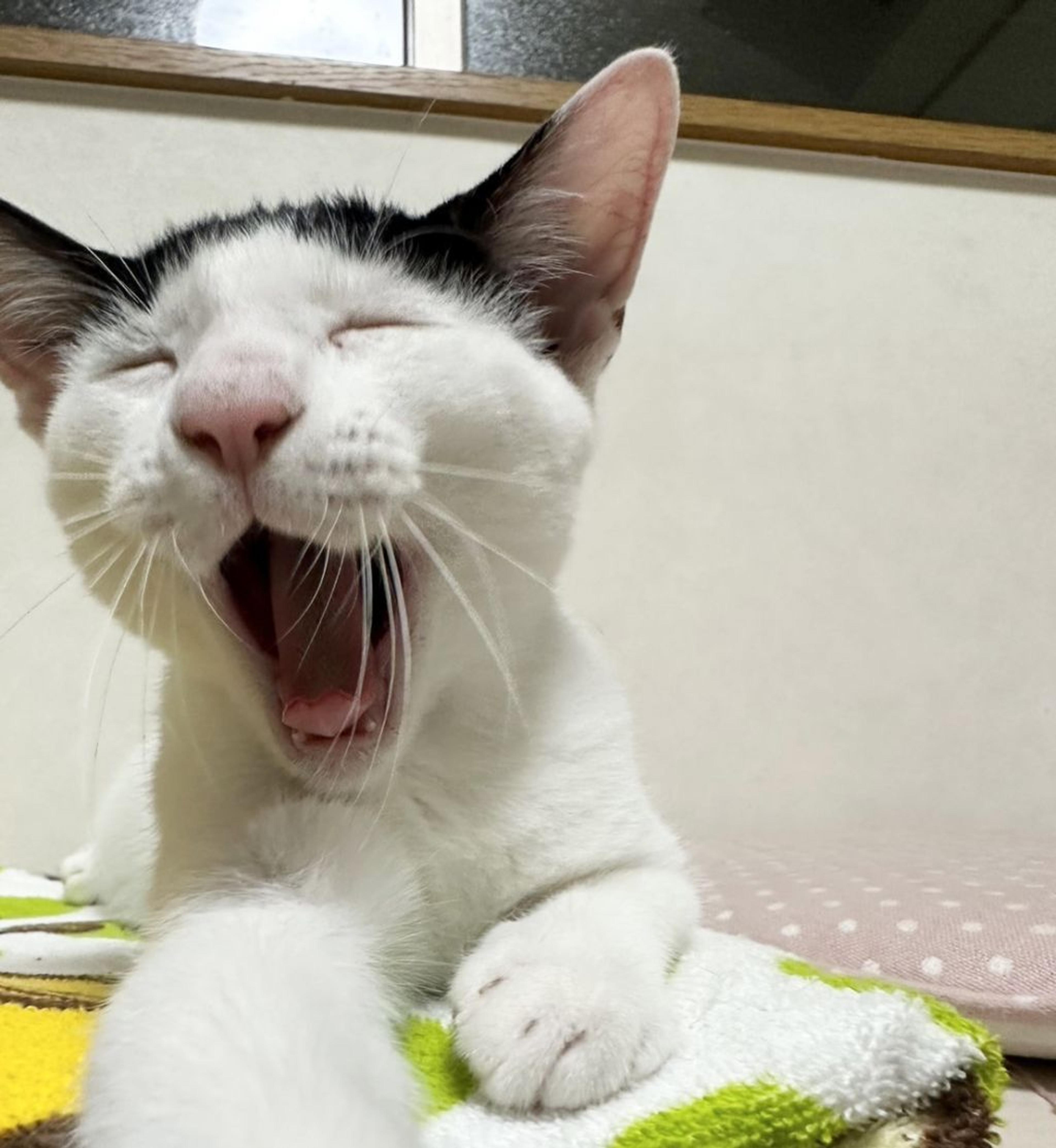 pet-image-4