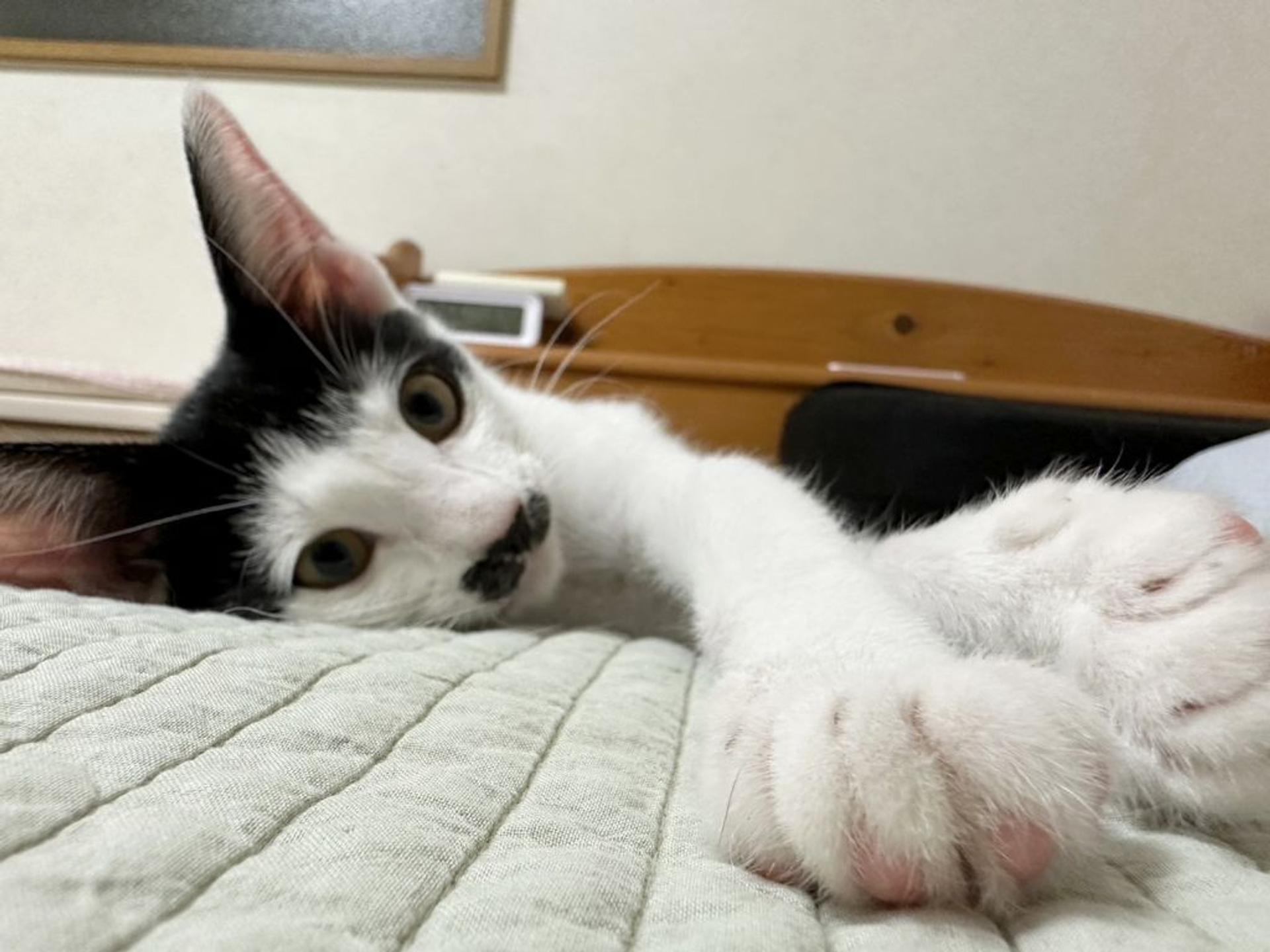 pet-image-2