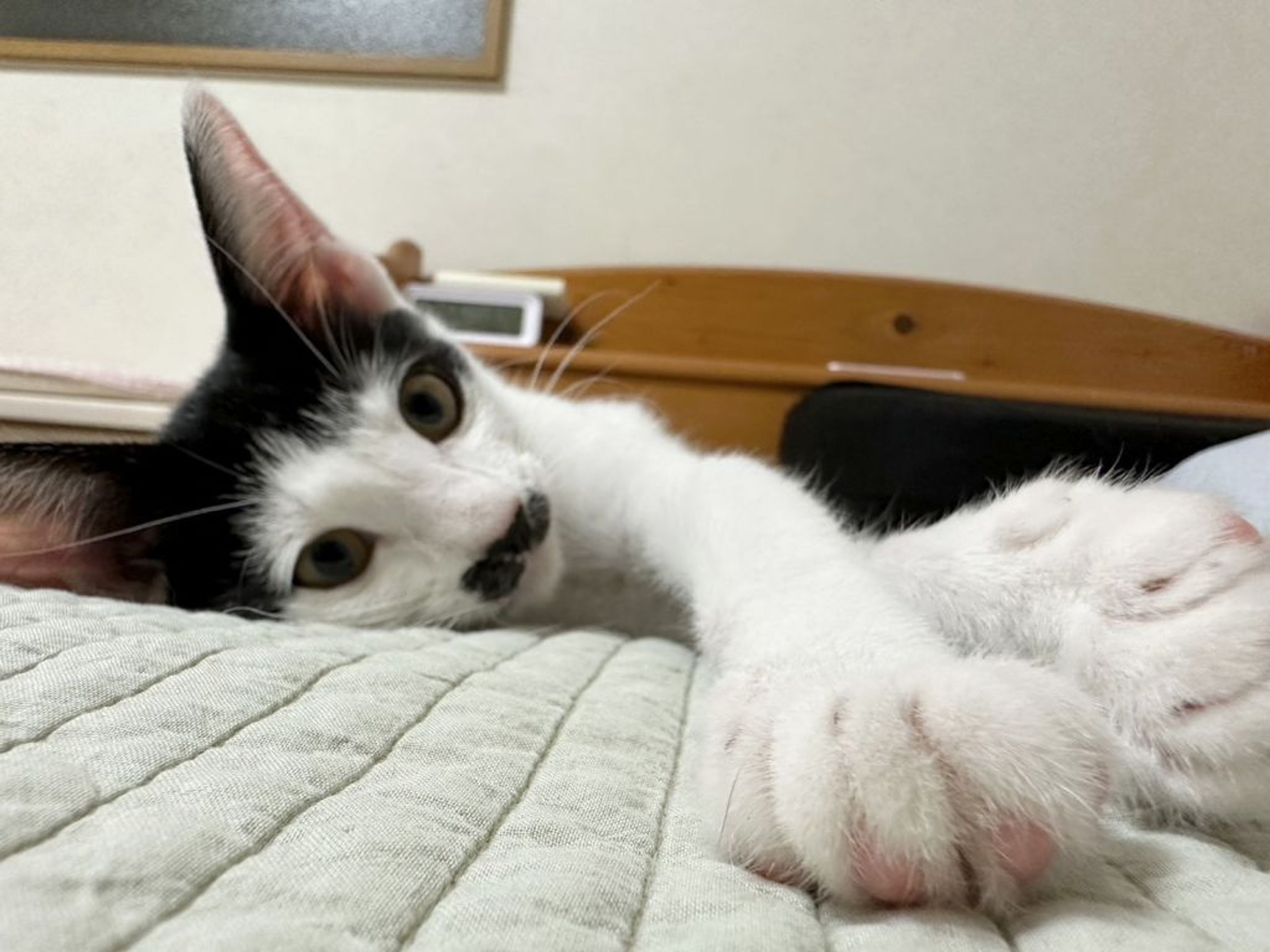 pet-image-2