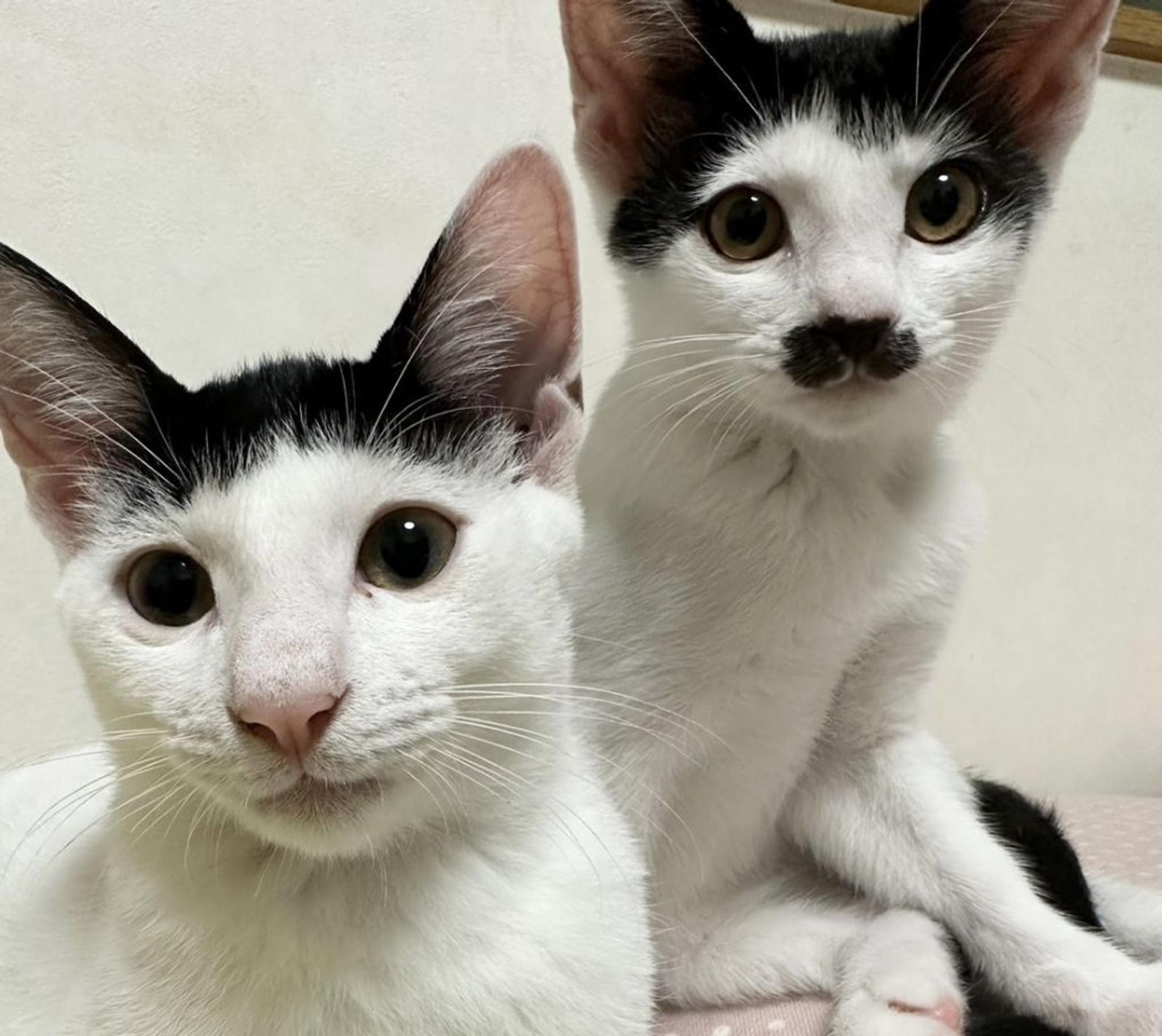 pet-image-4