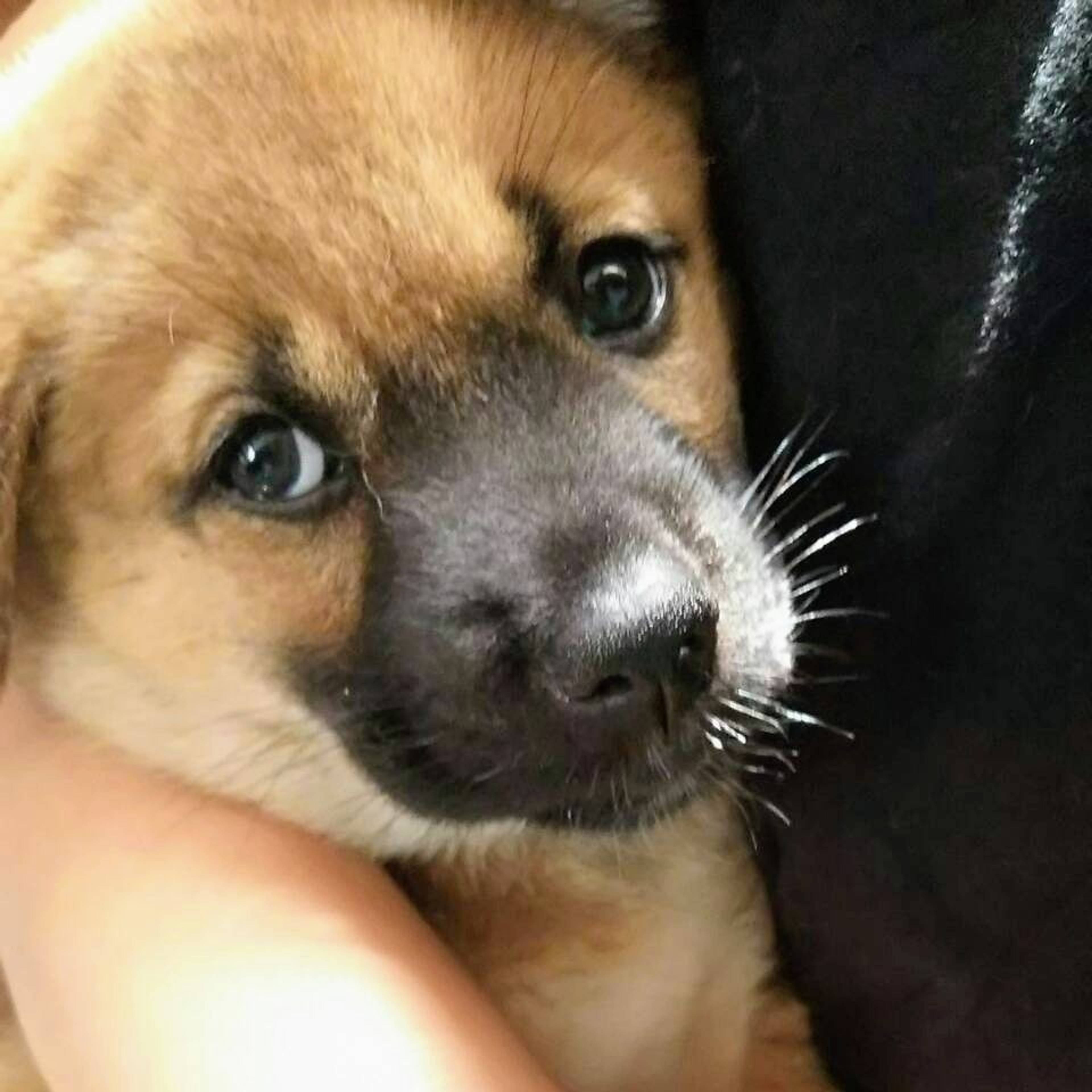 雑種（ミックス犬）・メスの里親募集の写真