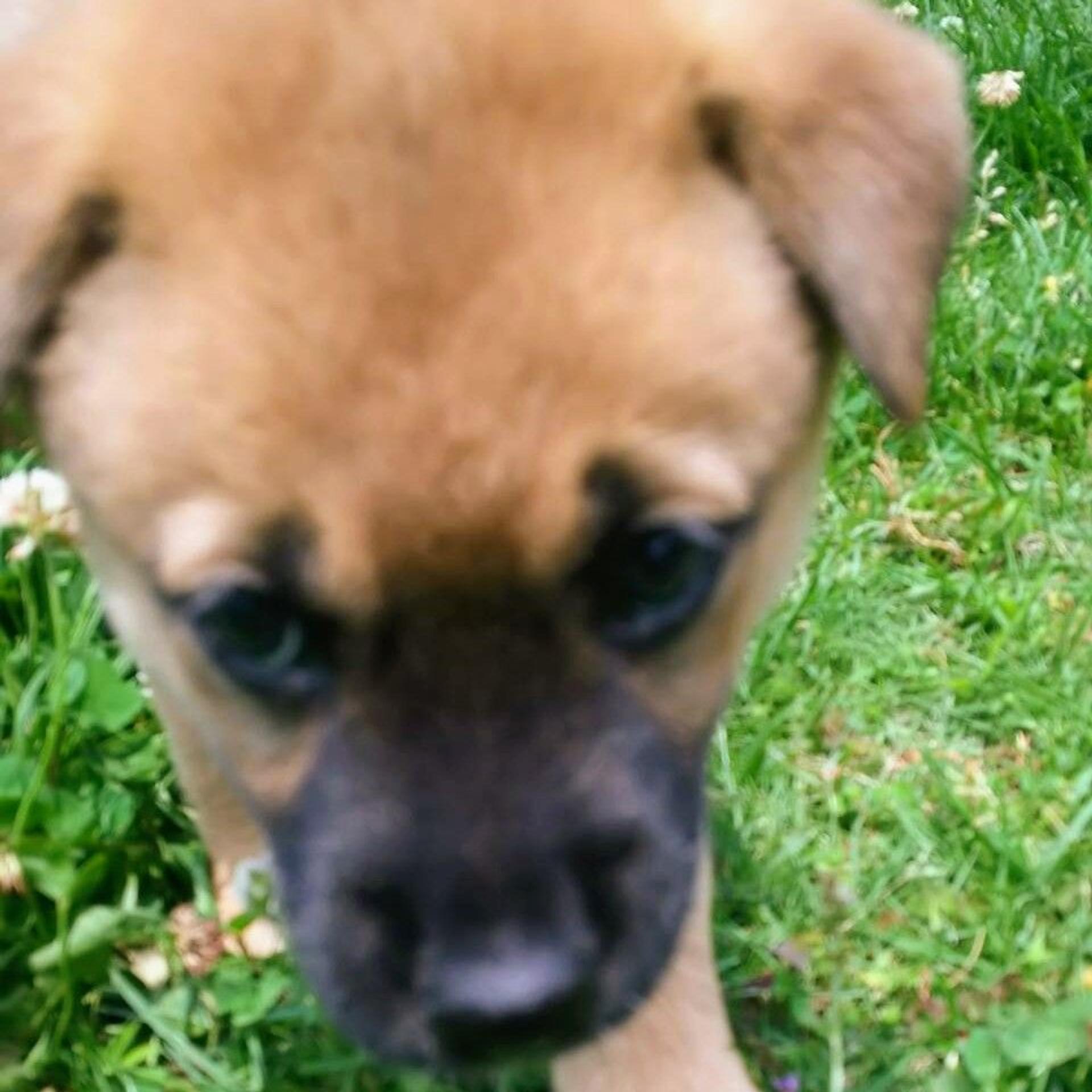 pet-image-3