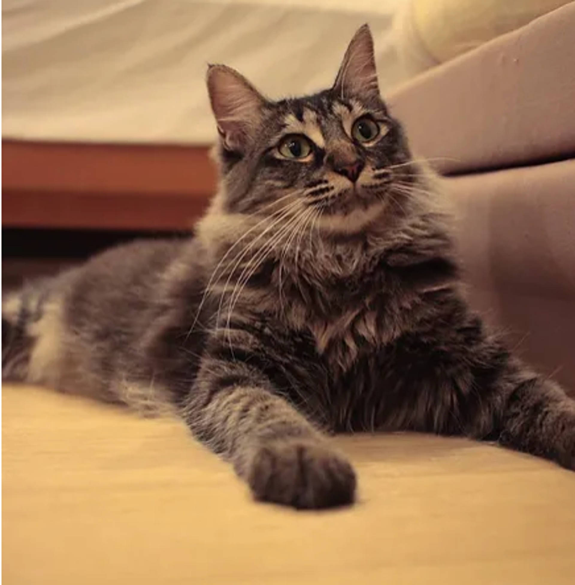 雑種（ミックス猫）・メスの里親募集の写真