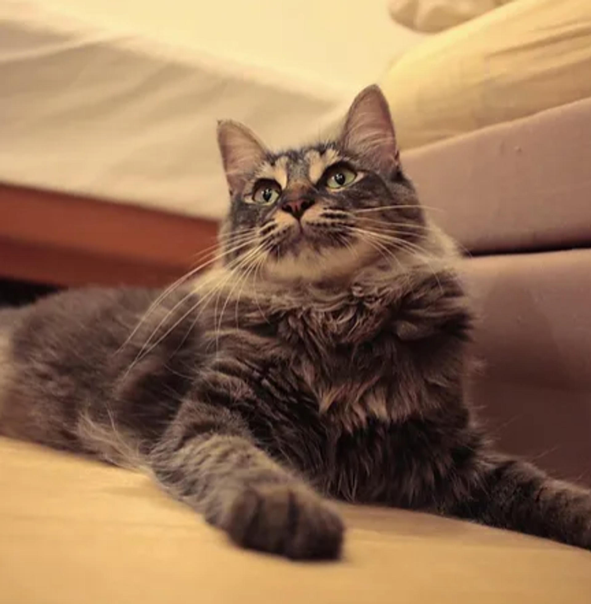 pet-image-2