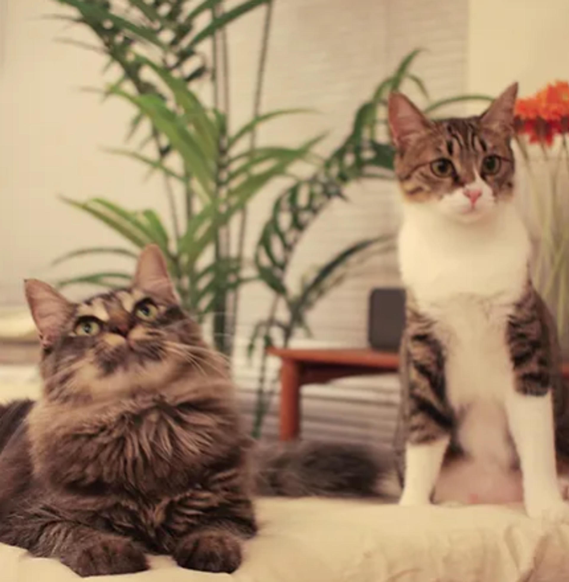 pet-image-4