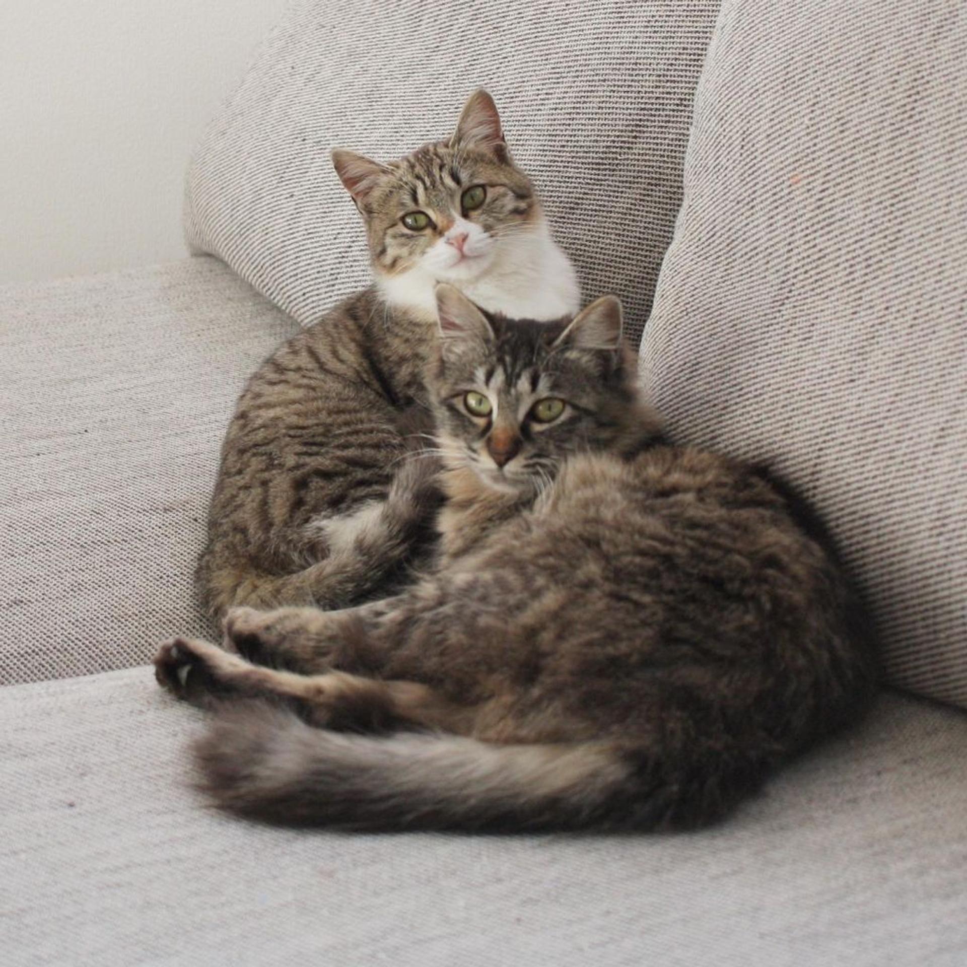 pet-image-8