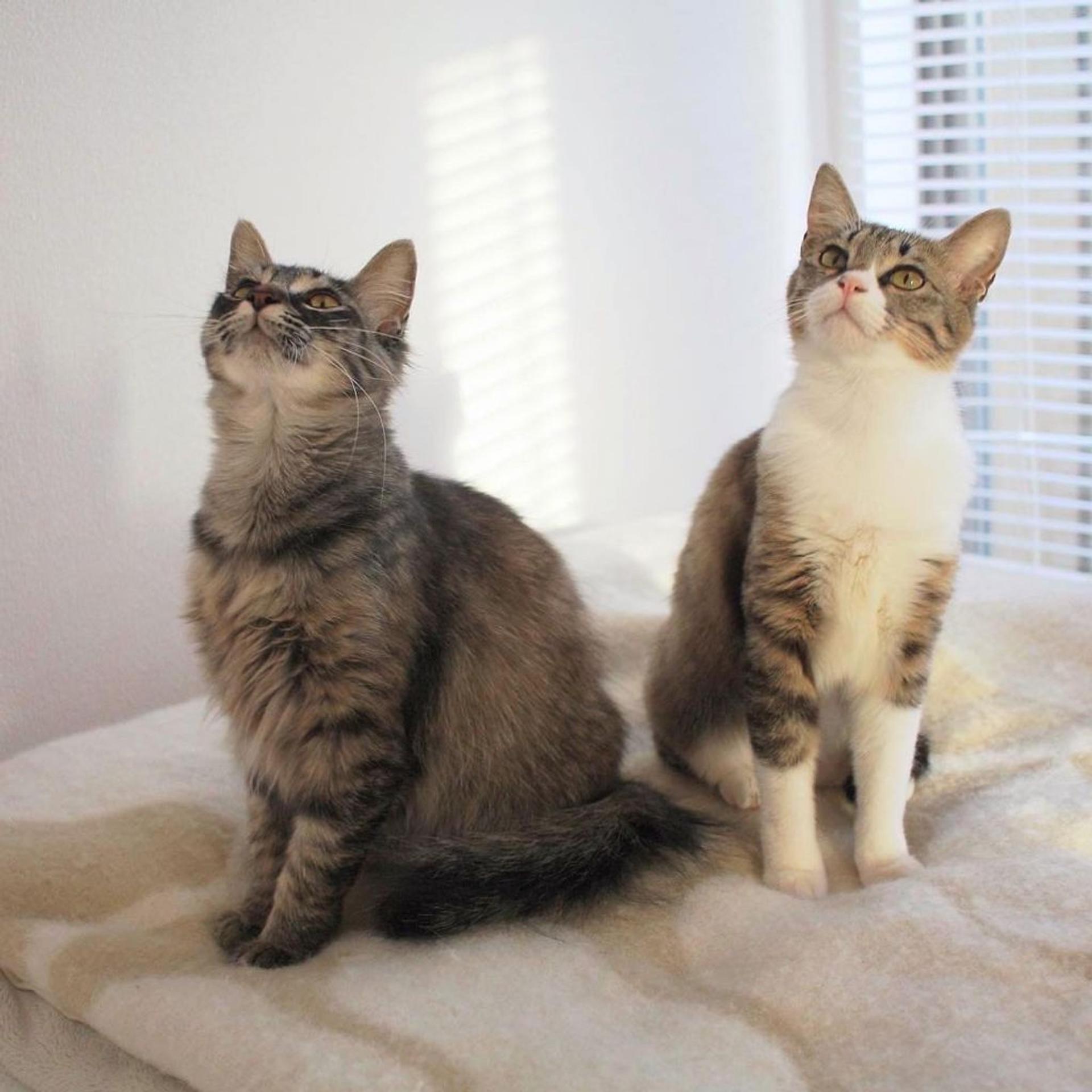 pet-image-9