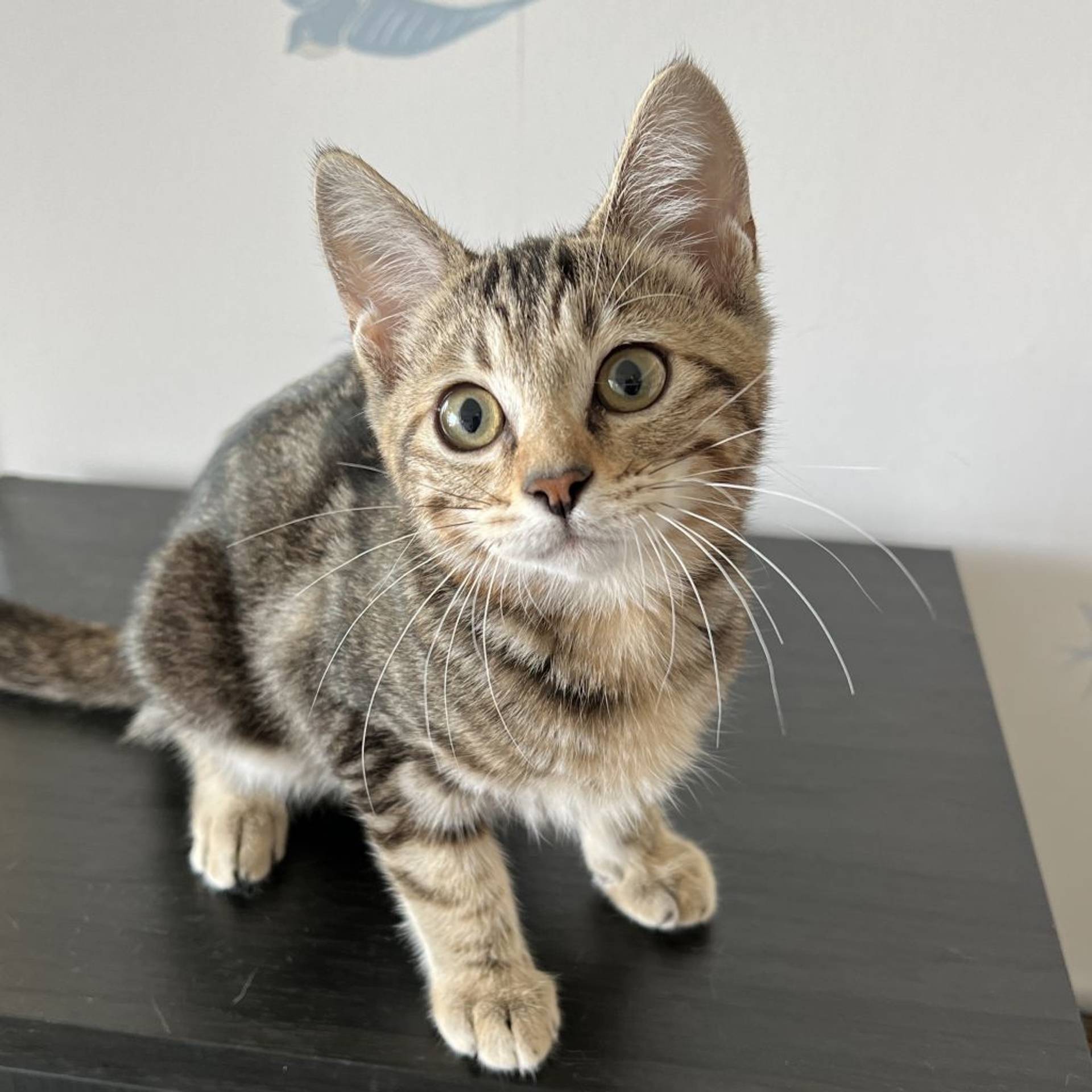 雑種（ミックス猫）・メスの里親募集の写真