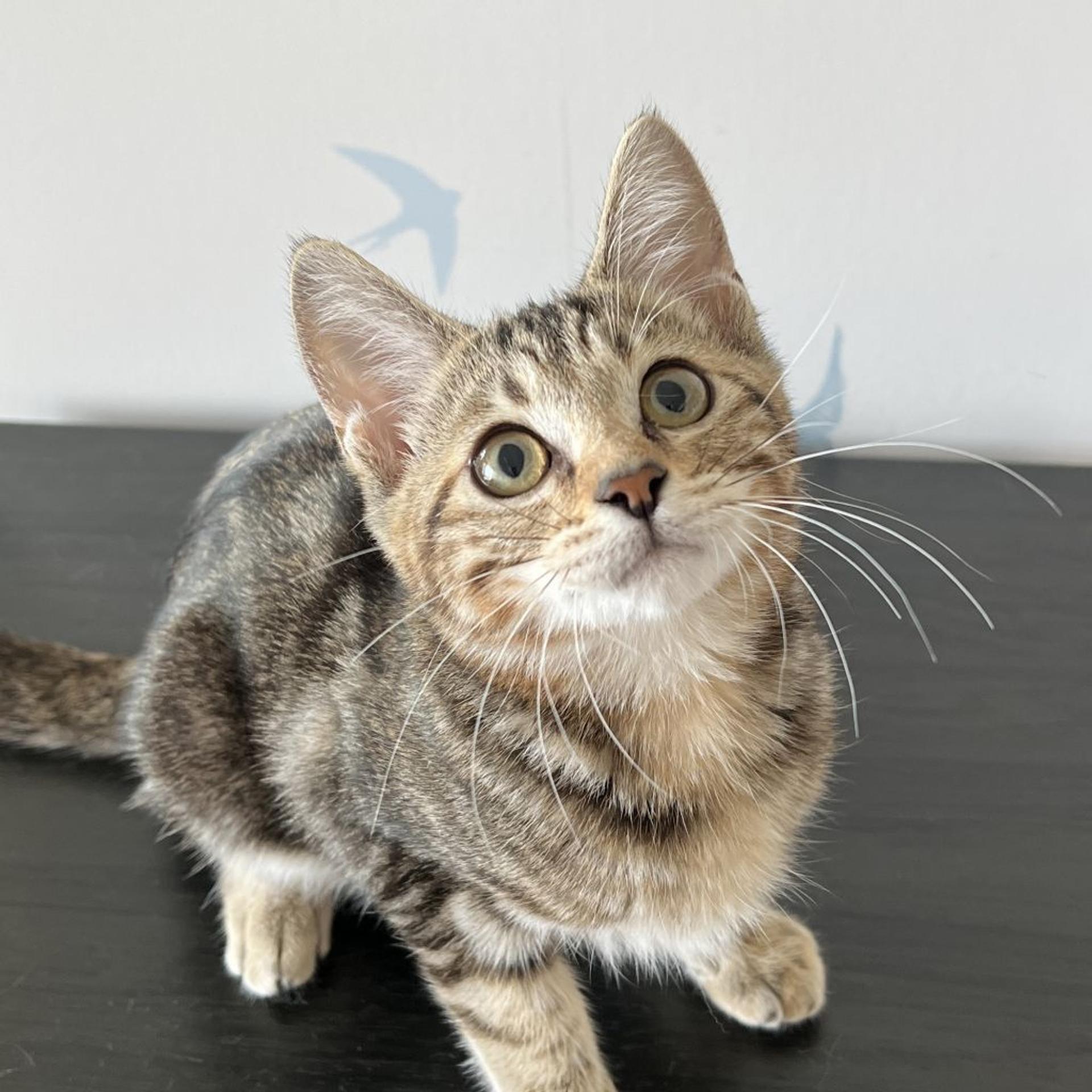 pet-image-2