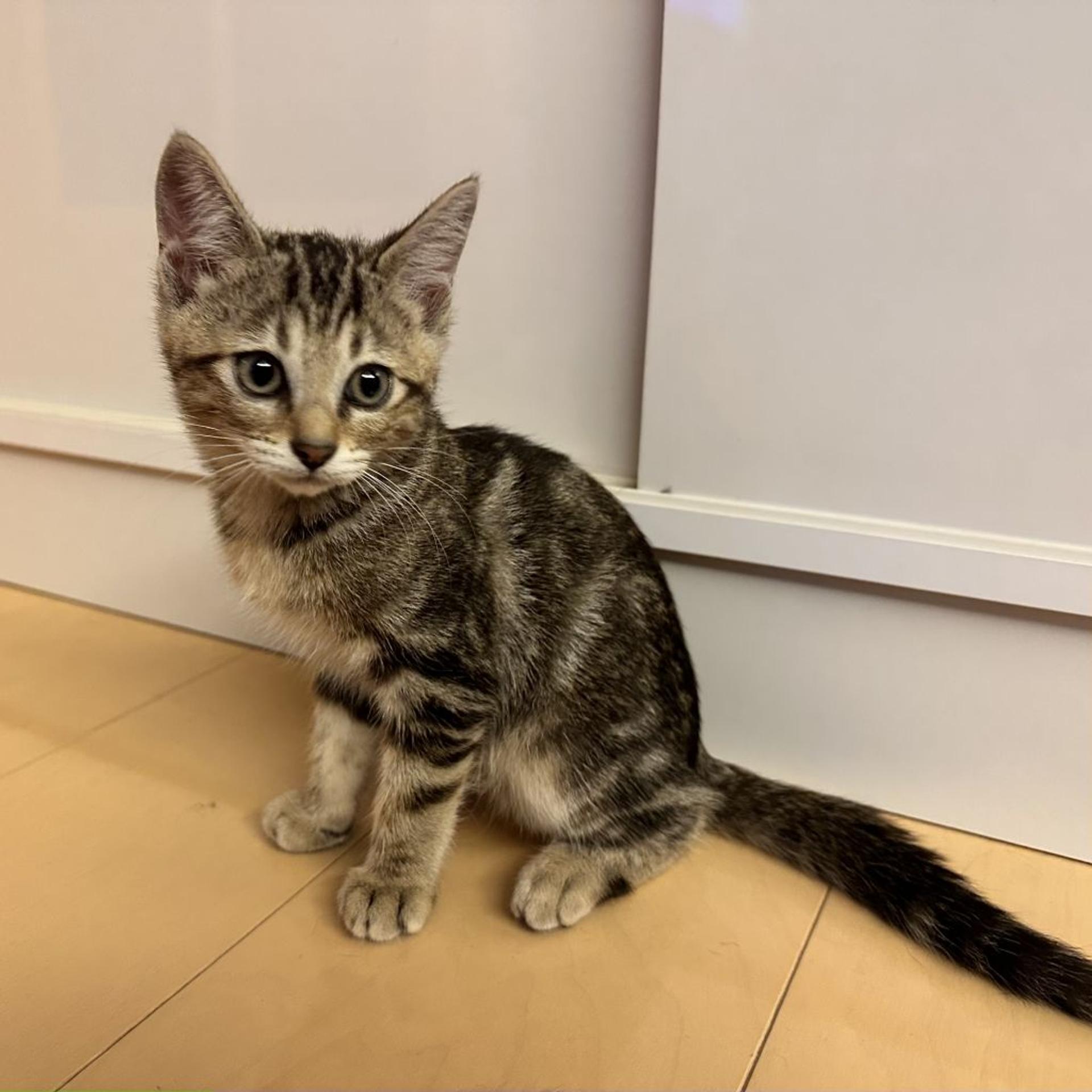 pet-image-3