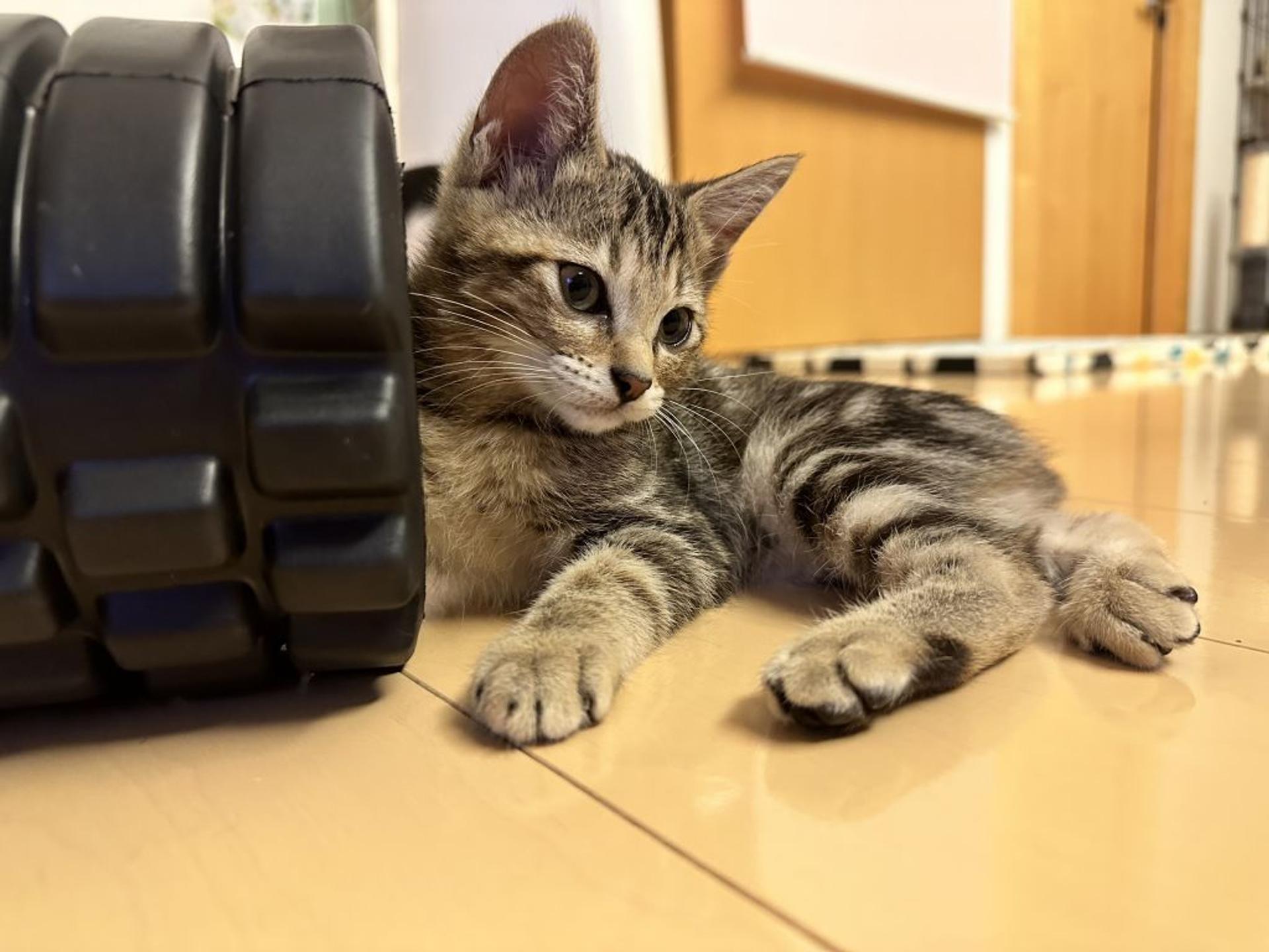 pet-image-5