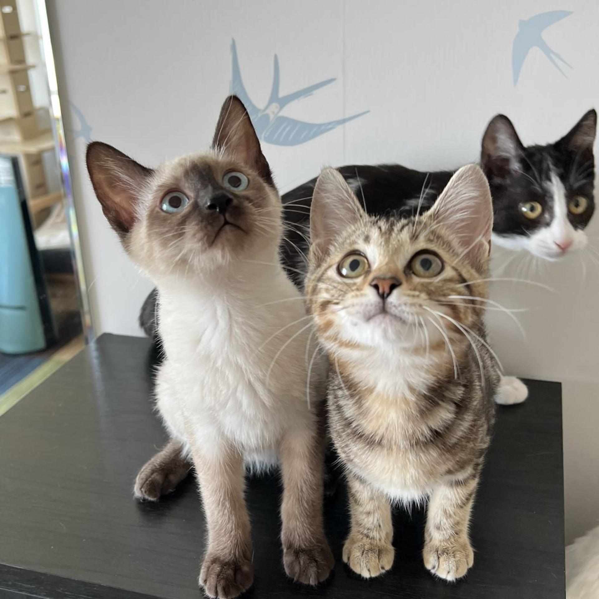 pet-image-7