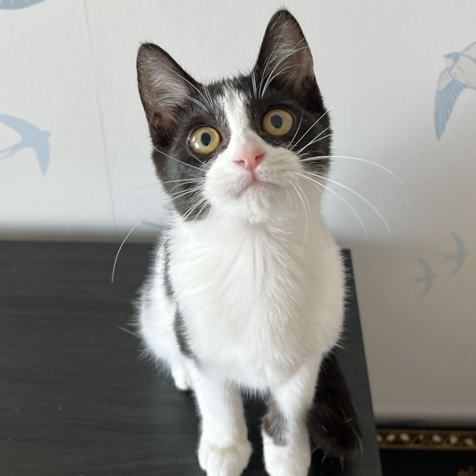 雑種（ミックス猫）・メスの里親募集の写真