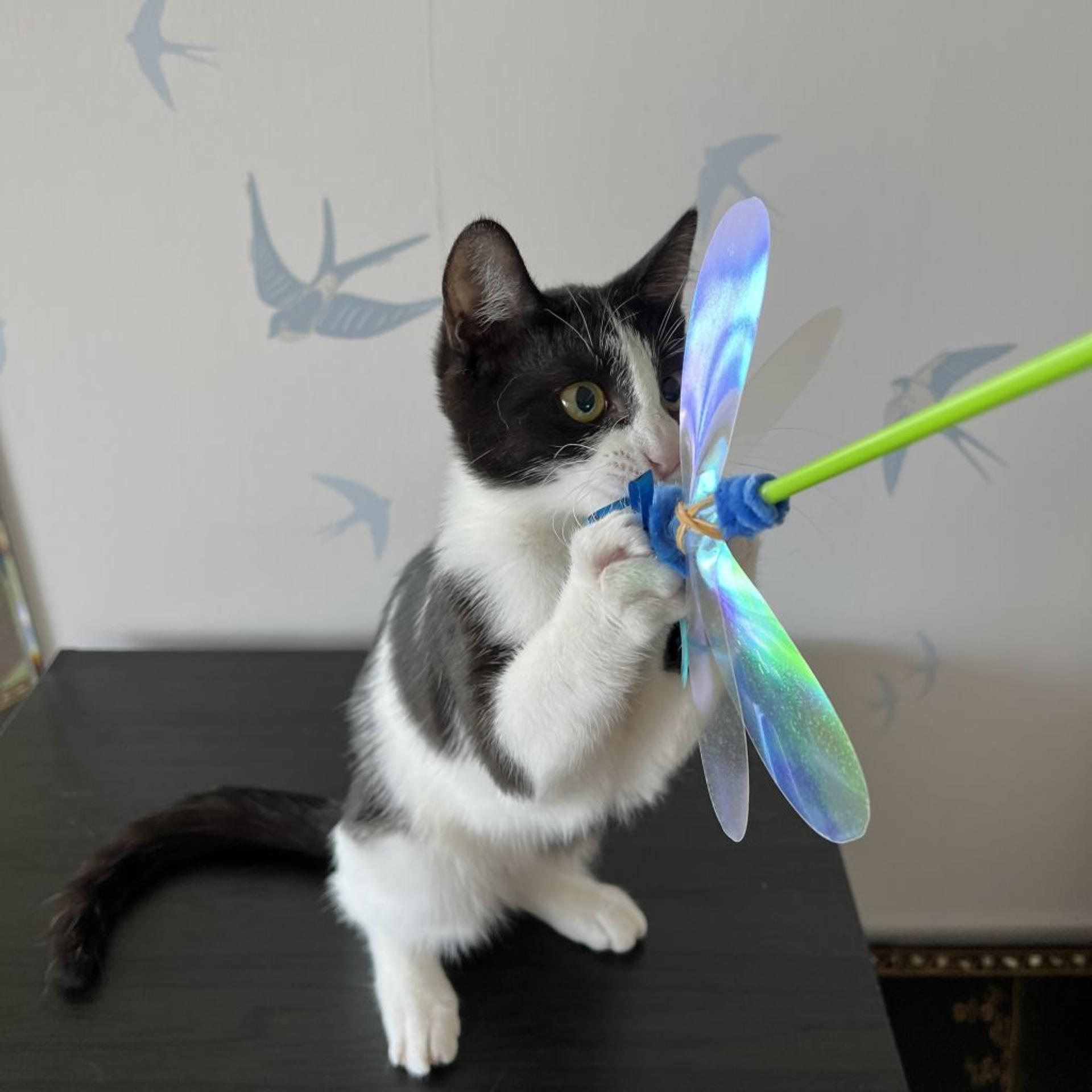 pet-image-2