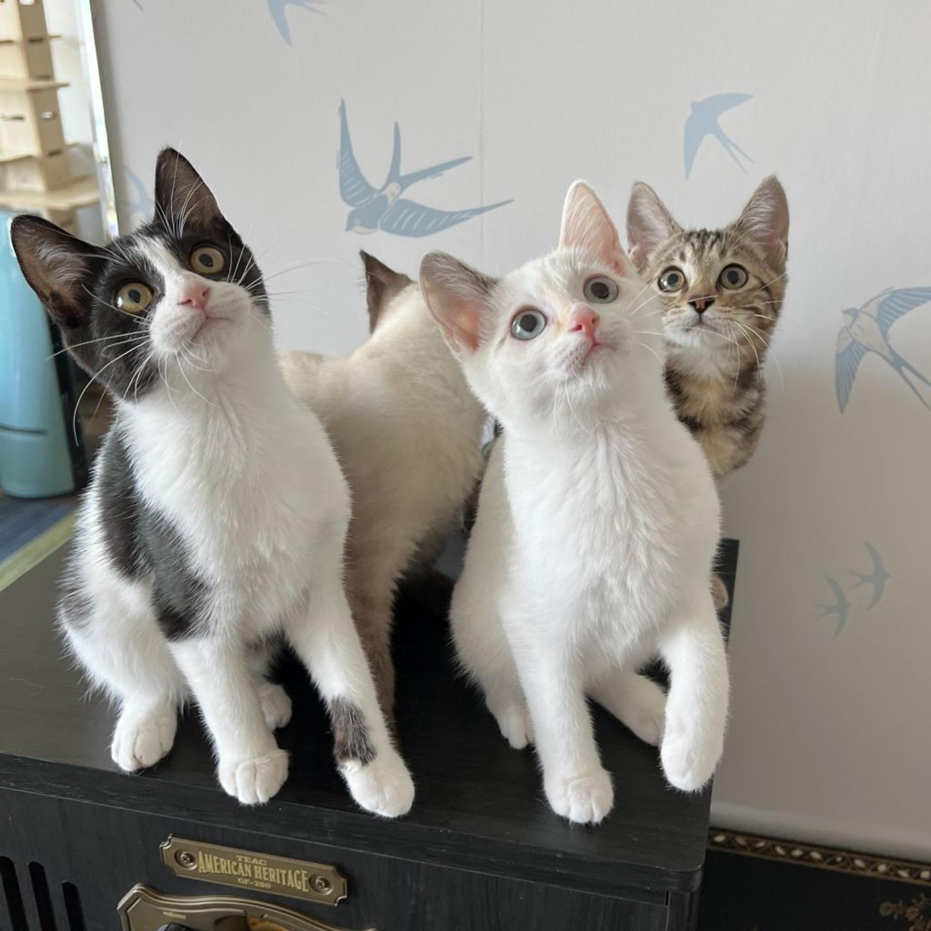 pet-image-4