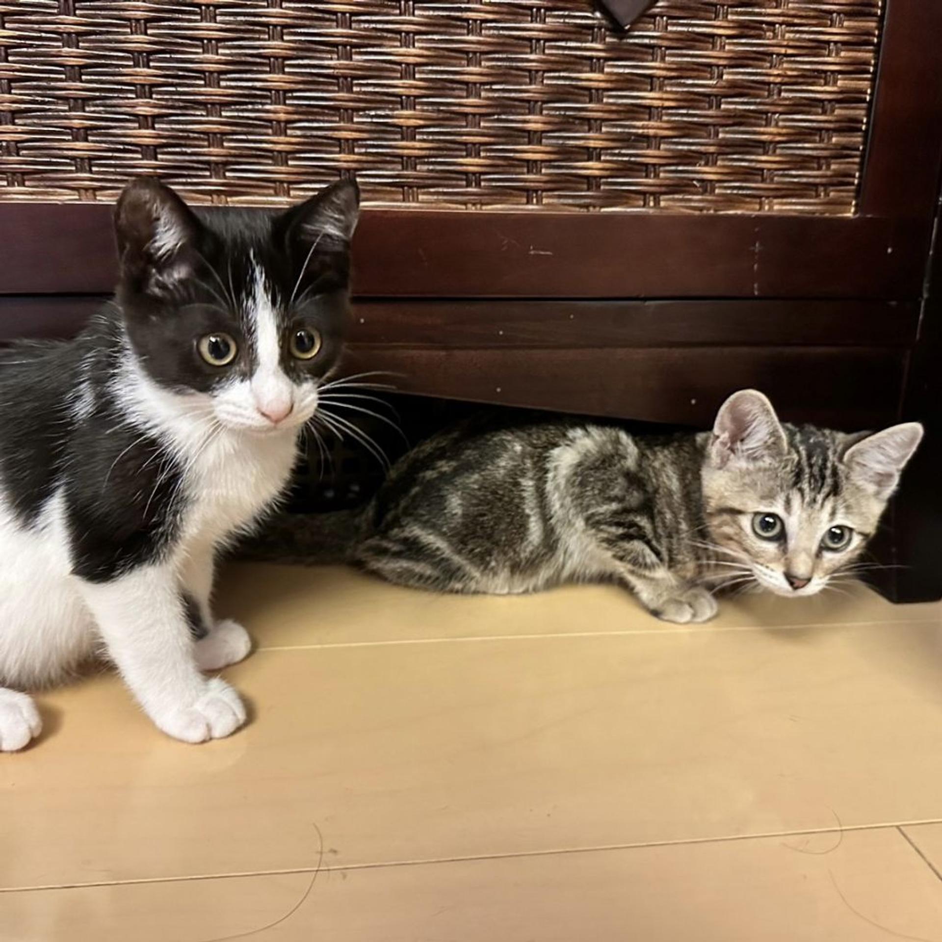 pet-image-8